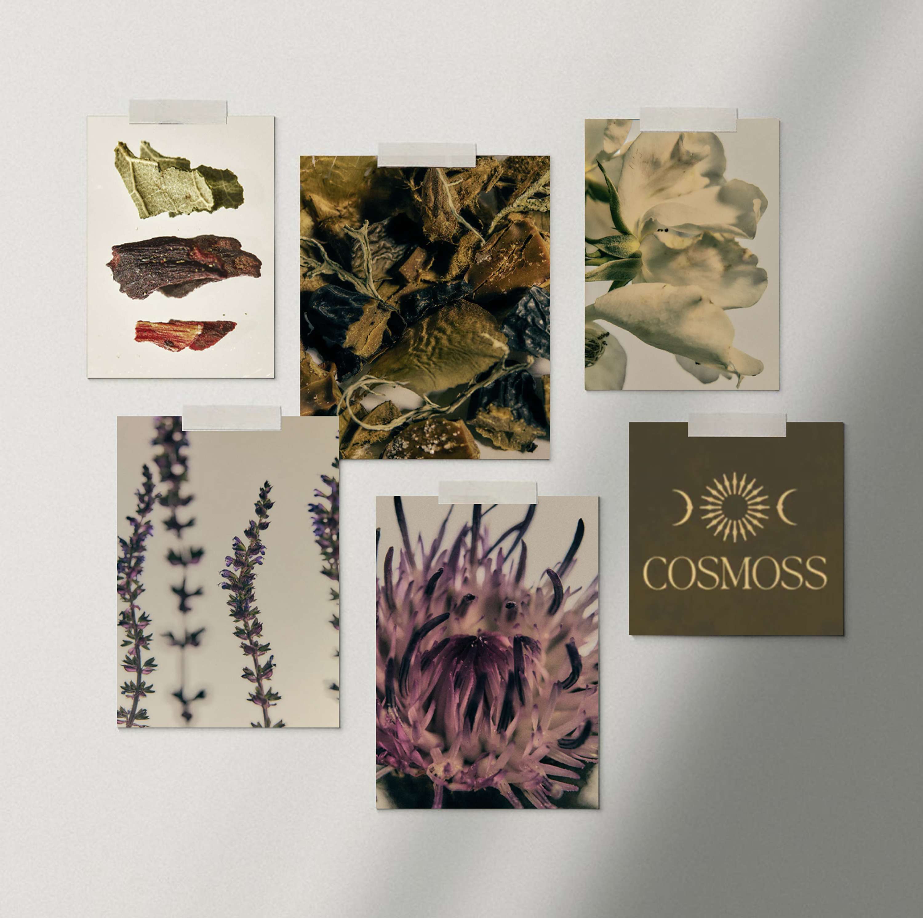 Cosmoss Content by Ella Walford