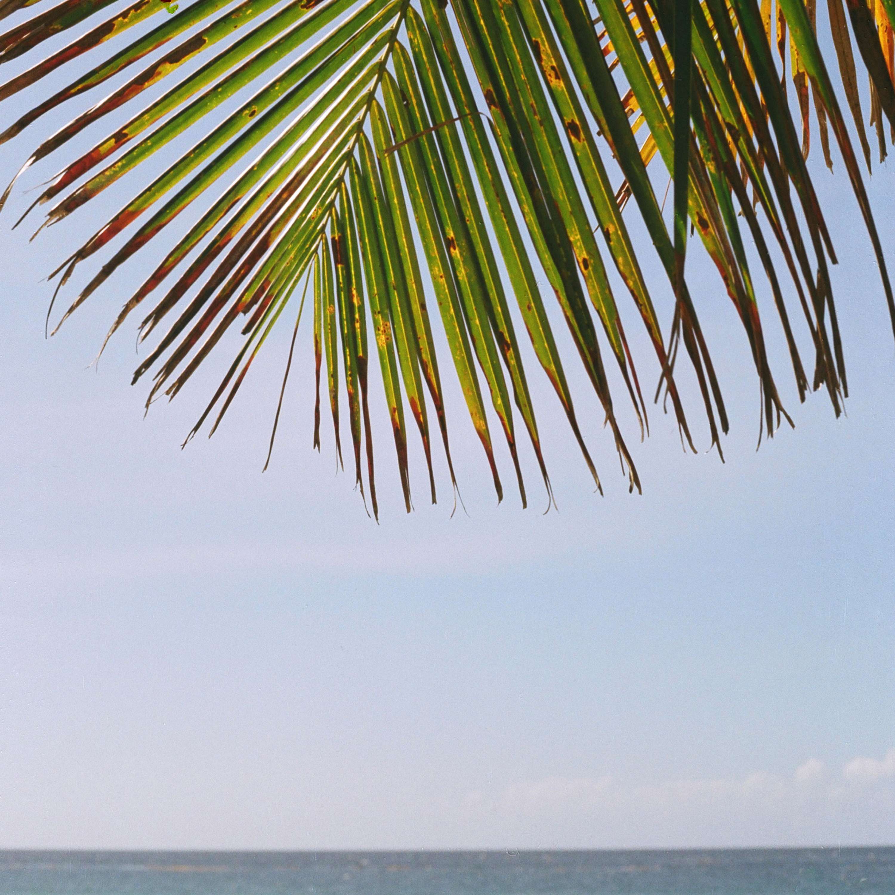Bajan Palms by Tom Lancaster