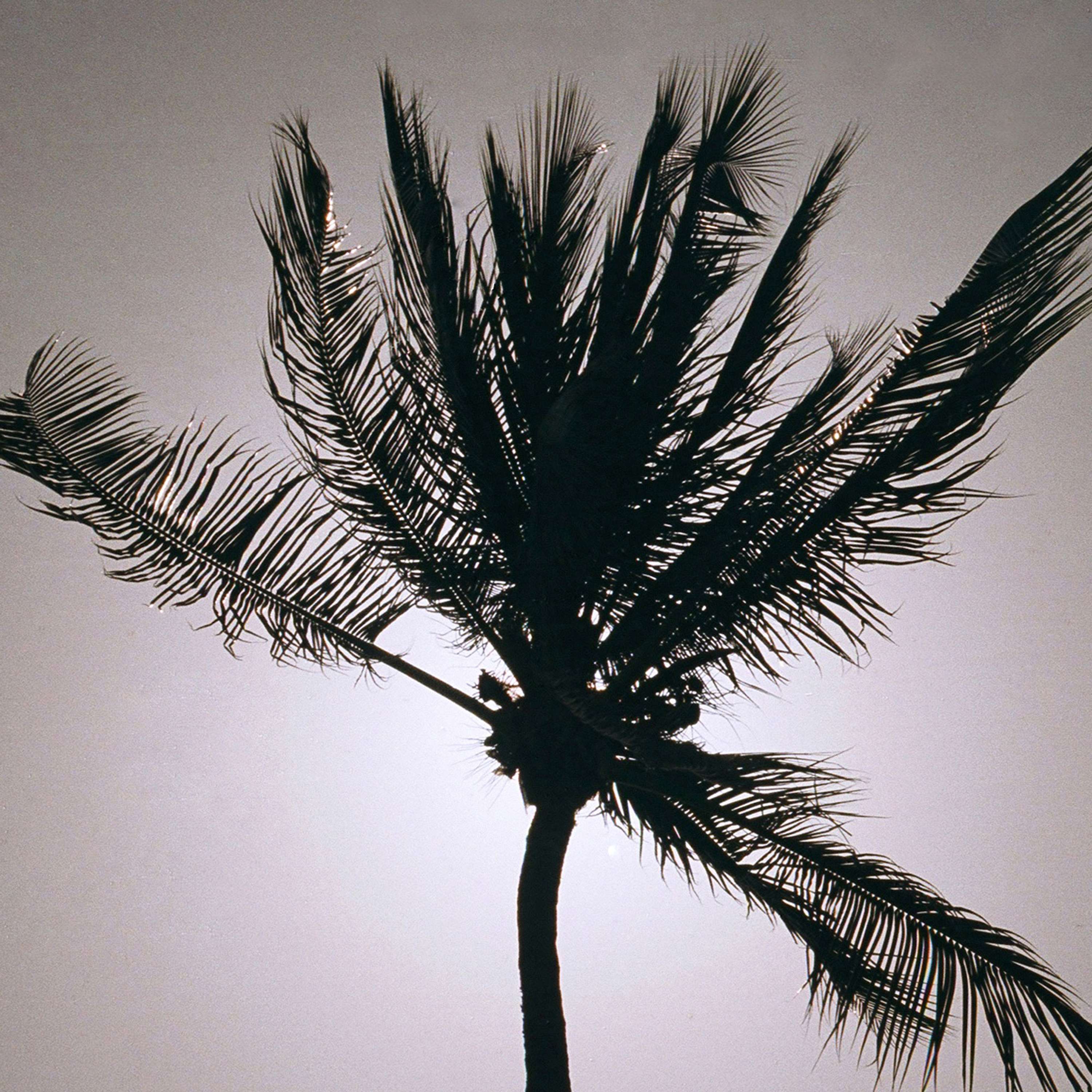 Bajan Palms by Tom Lancaster