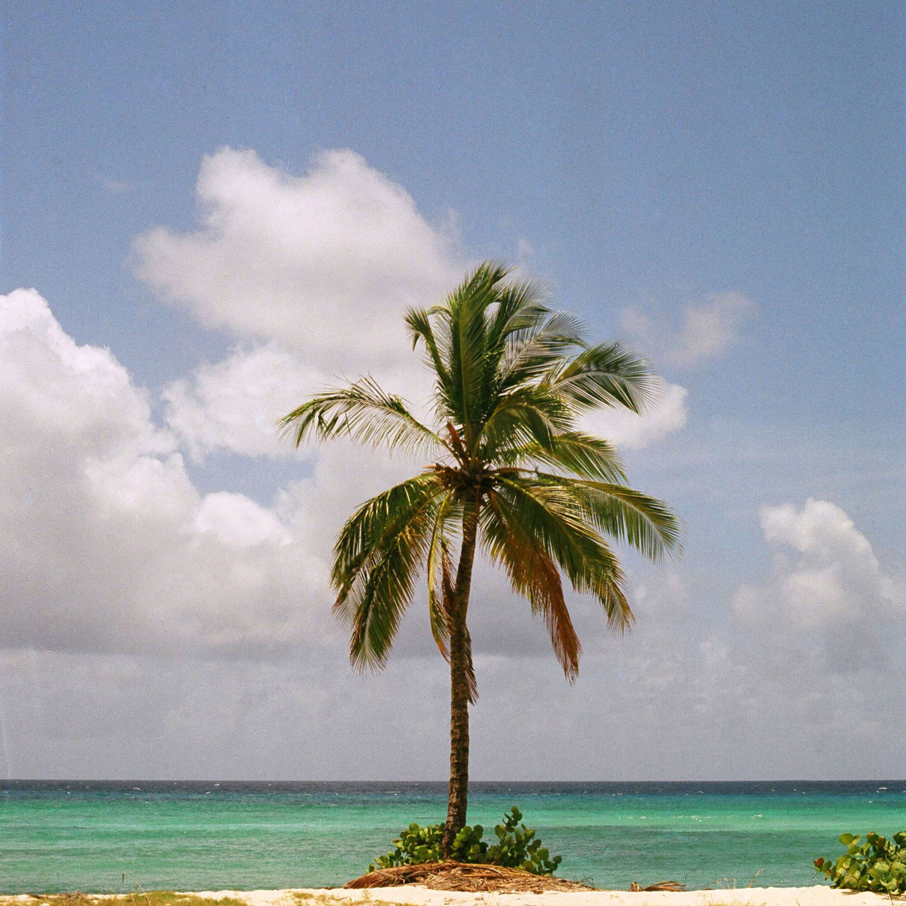 Bajan Palms by Tom Lancaster