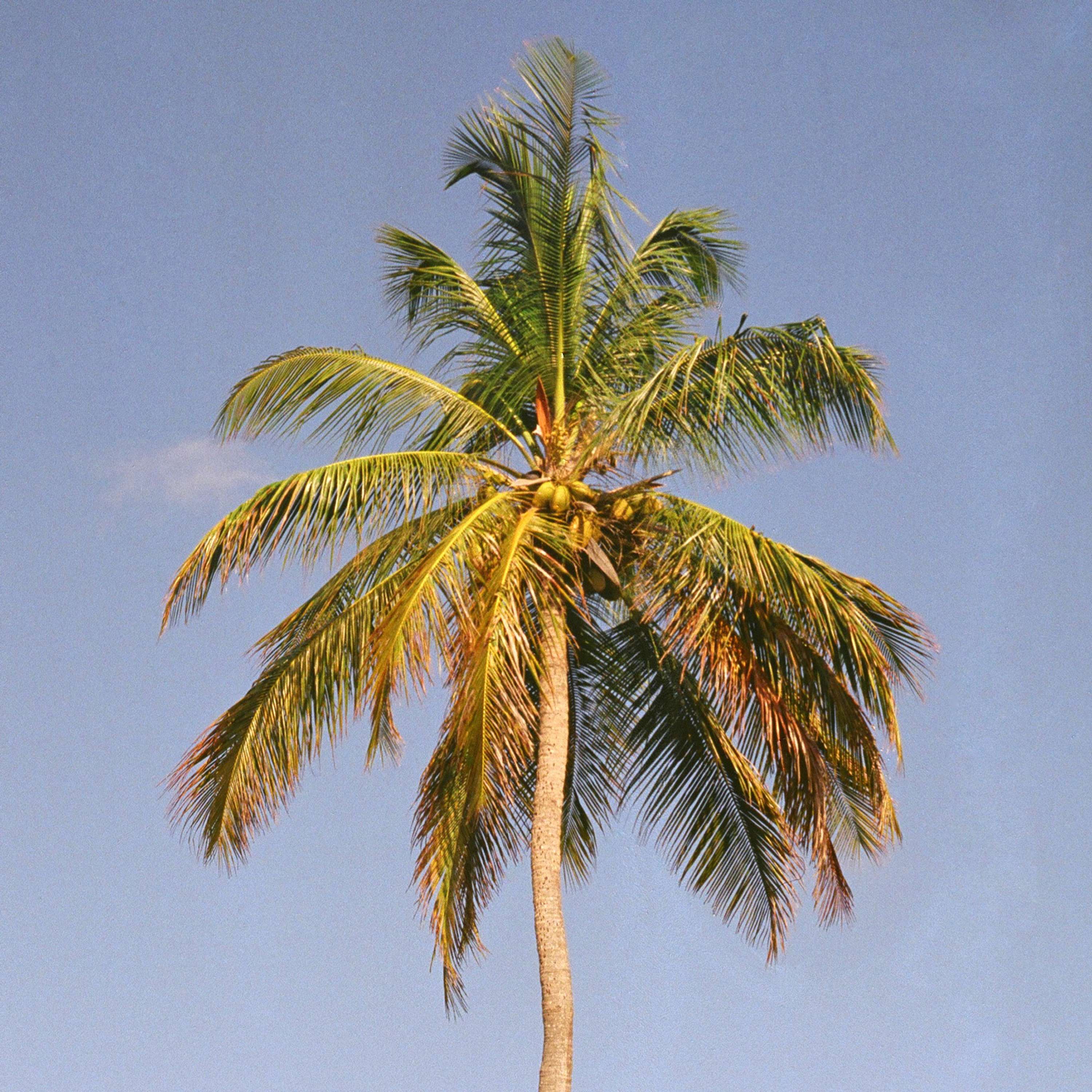 Bajan Palms by Tom Lancaster