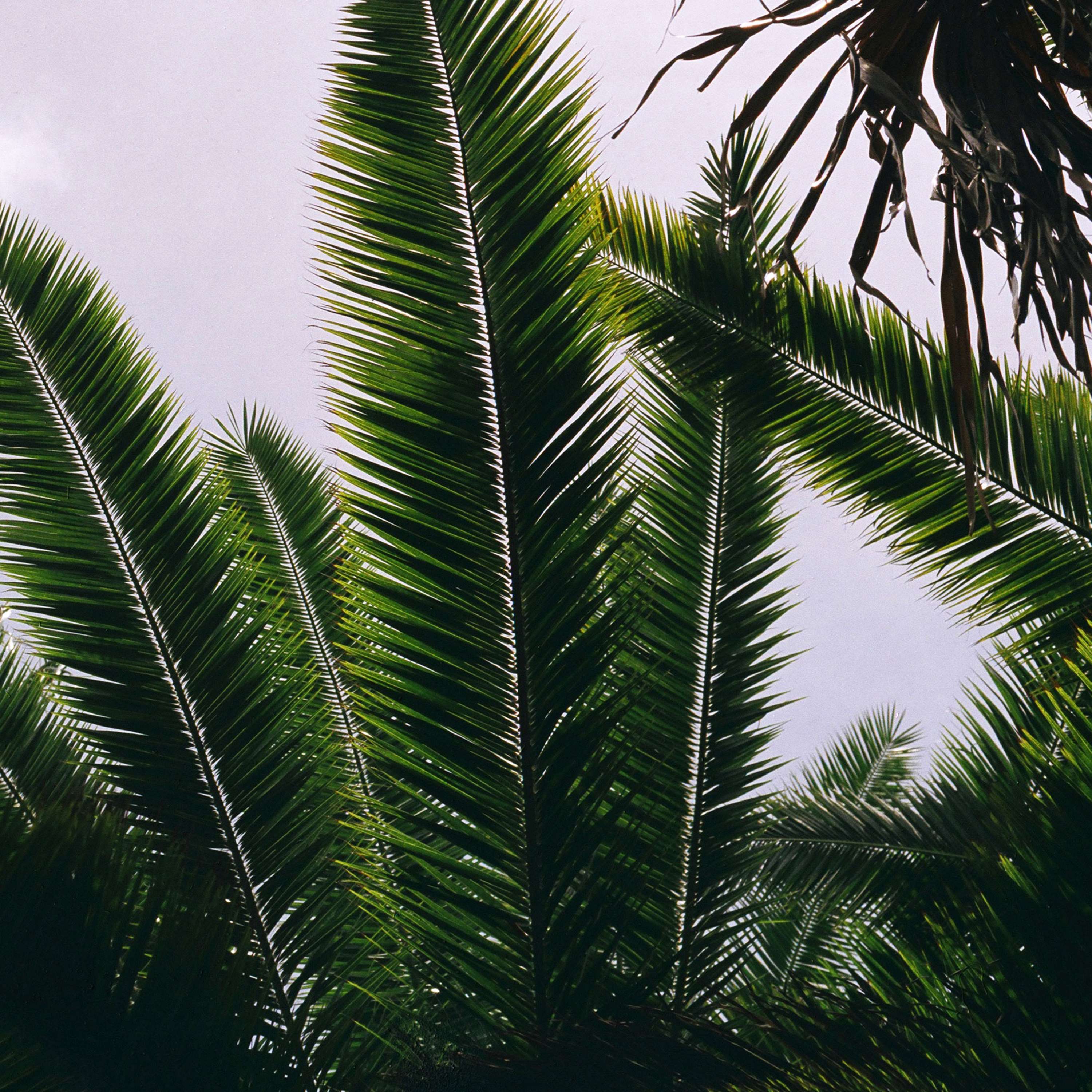 Bajan Palms by Tom Lancaster