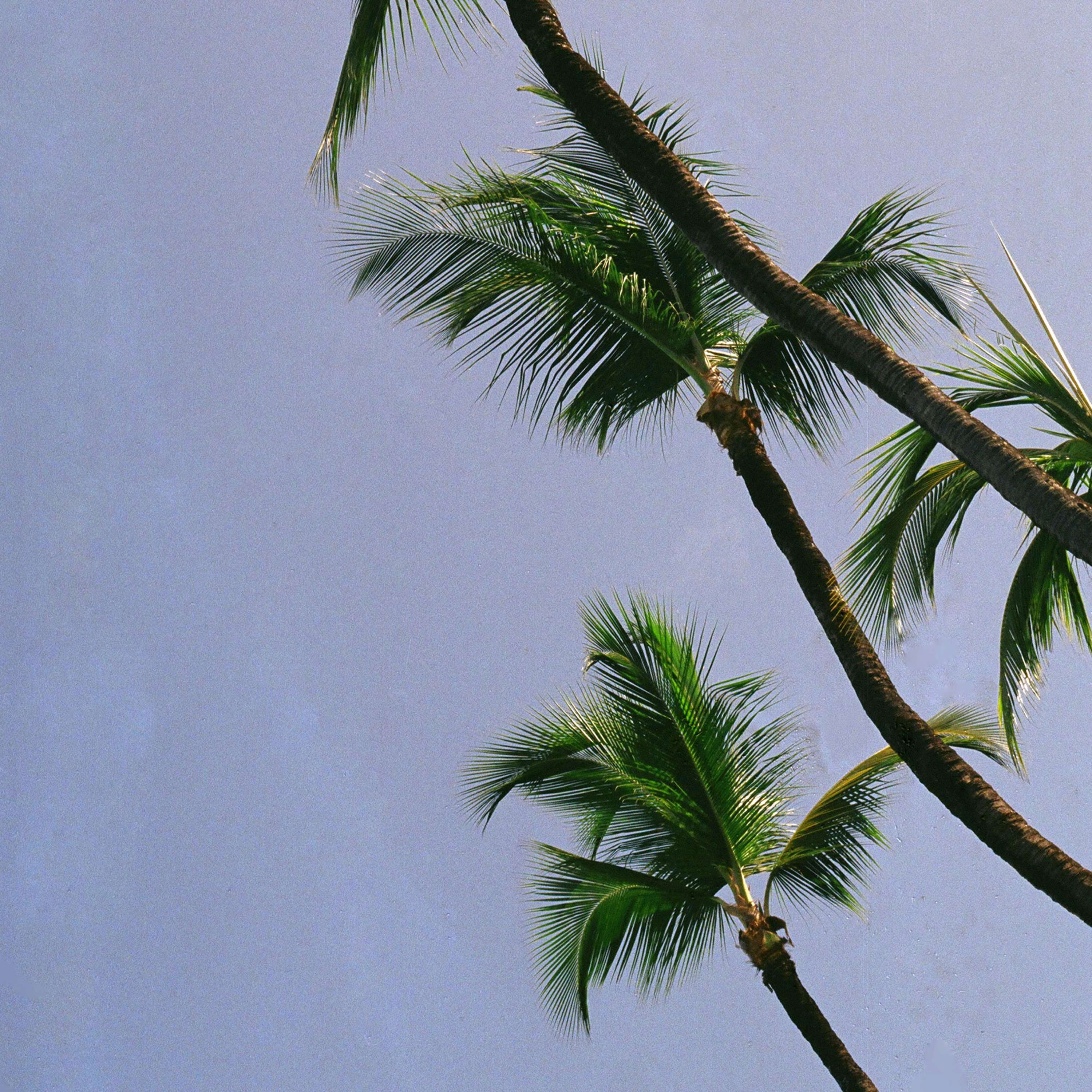 Bajan Palms by Tom Lancaster