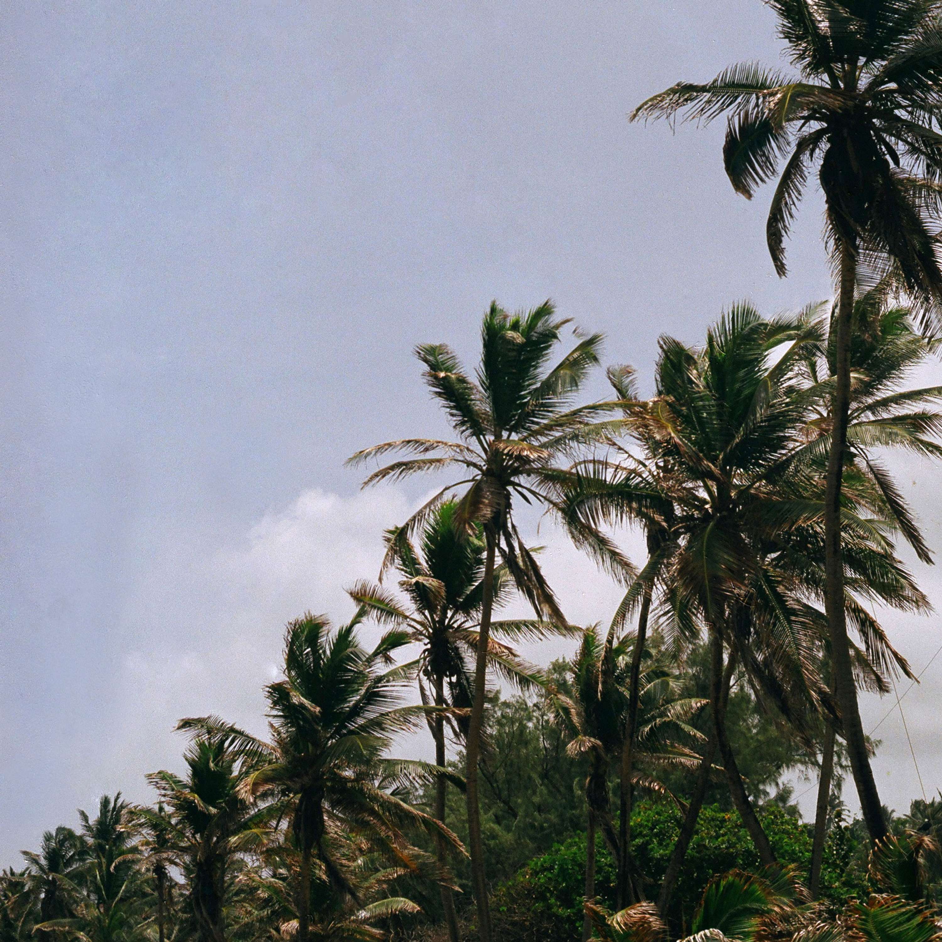 Bajan Palms by Tom Lancaster