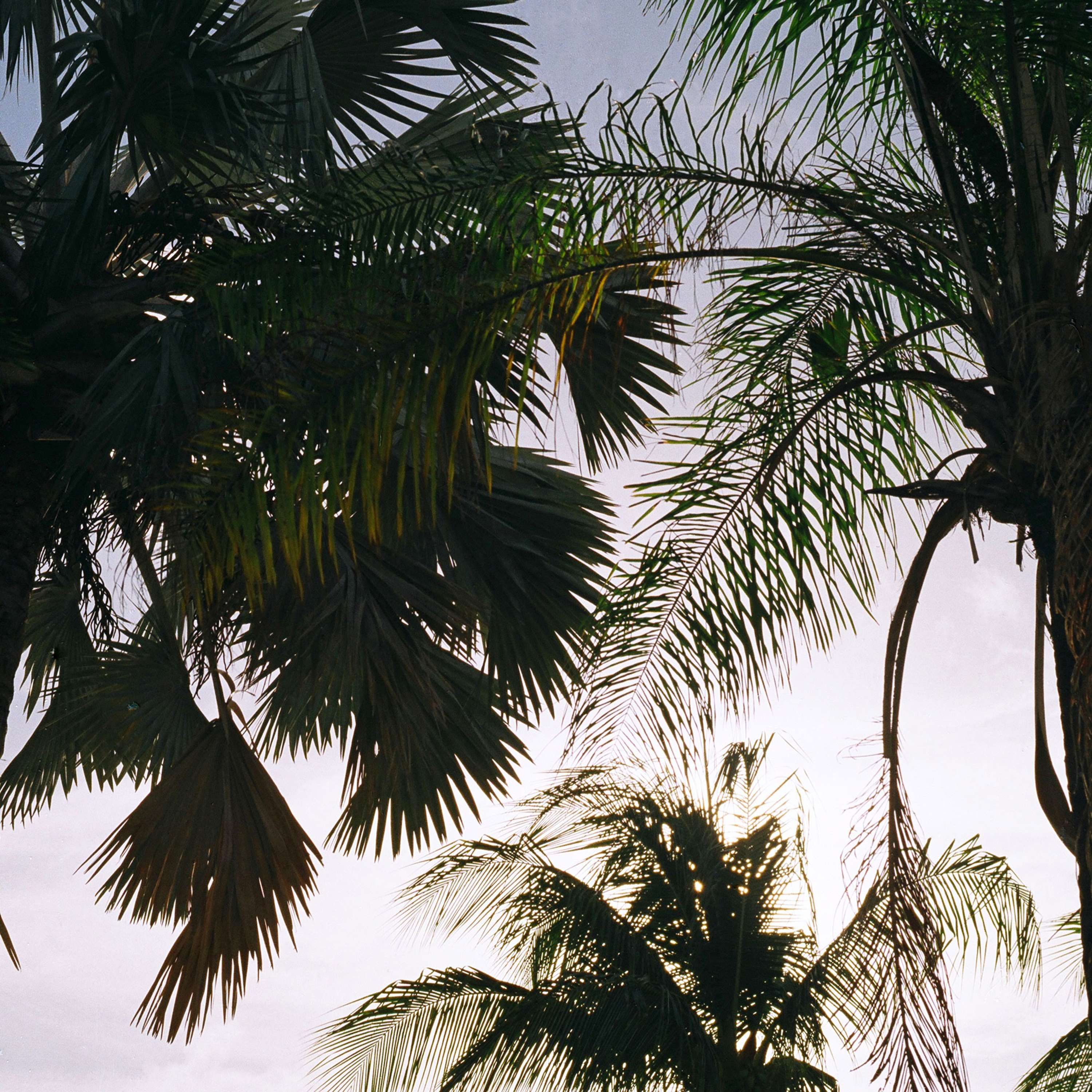 Bajan Palms by Tom Lancaster