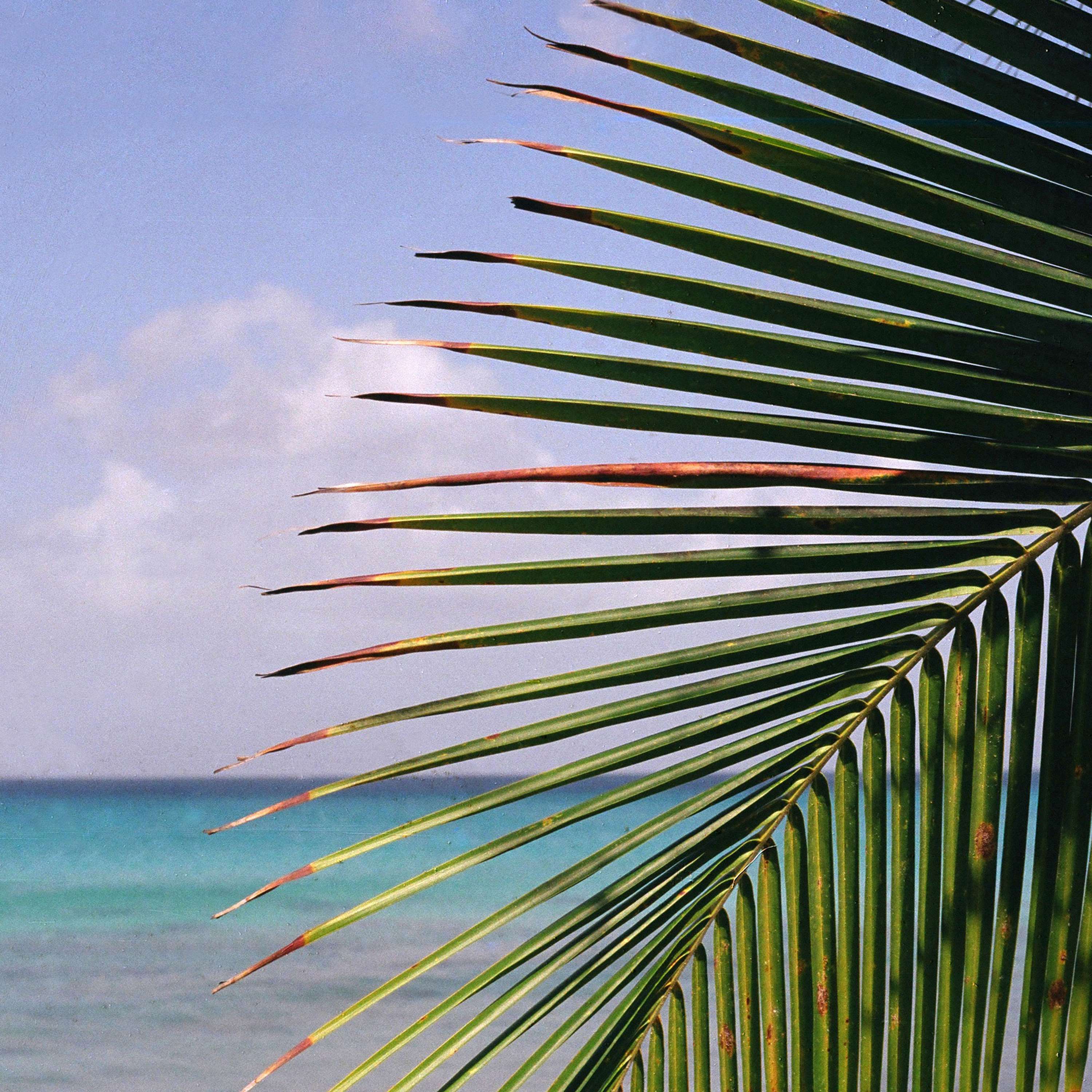 Bajan Palms by Tom Lancaster