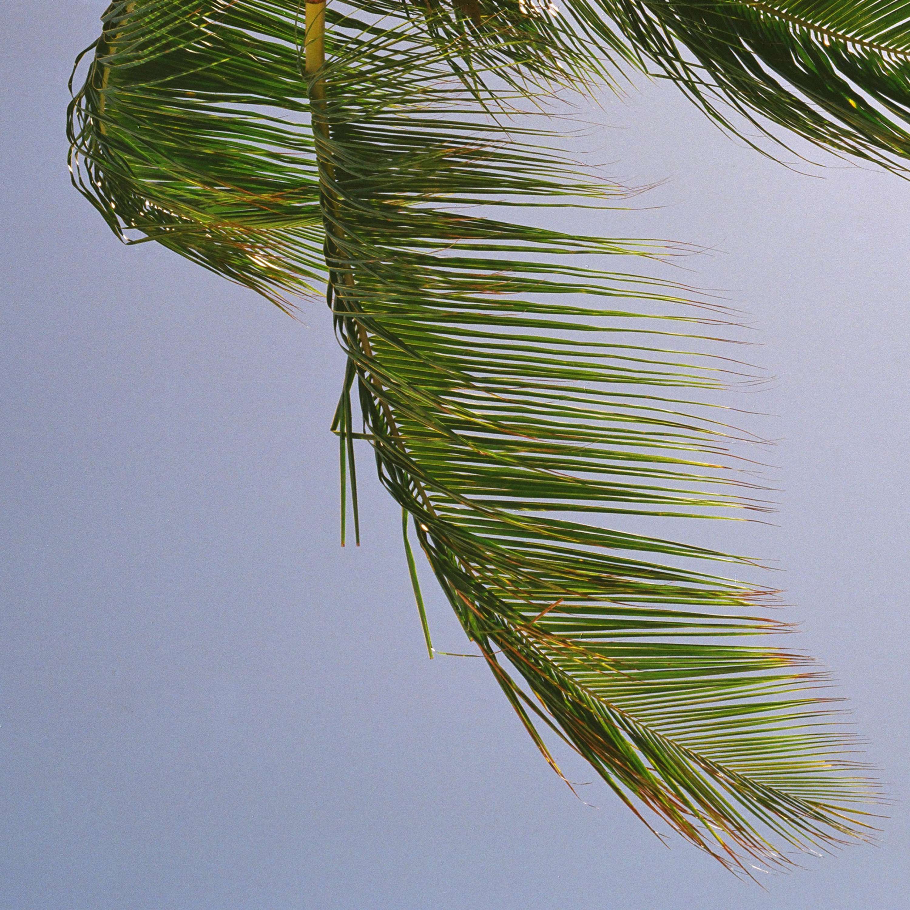 Bajan Palms by Tom Lancaster