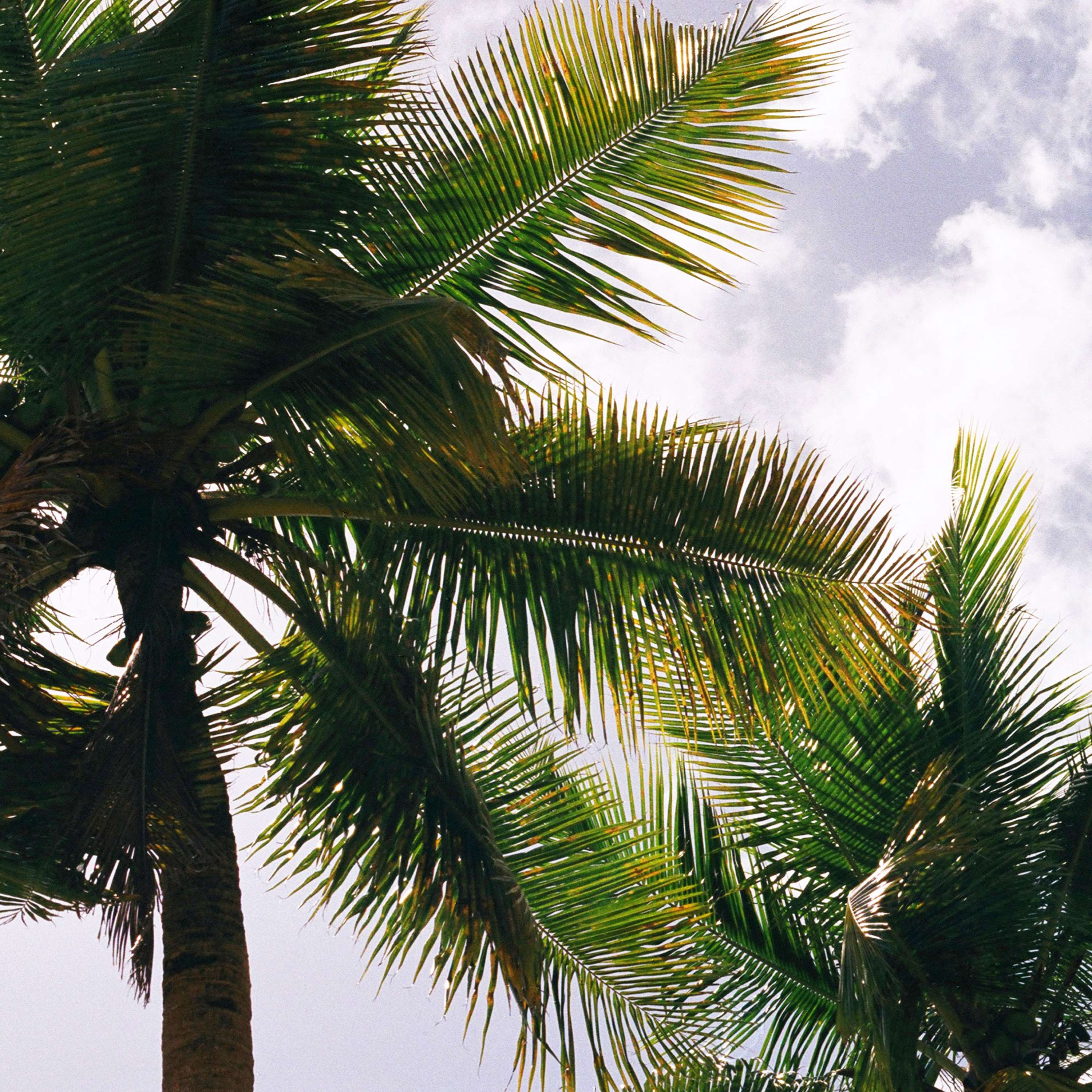 Bajan Palms by Tom Lancaster