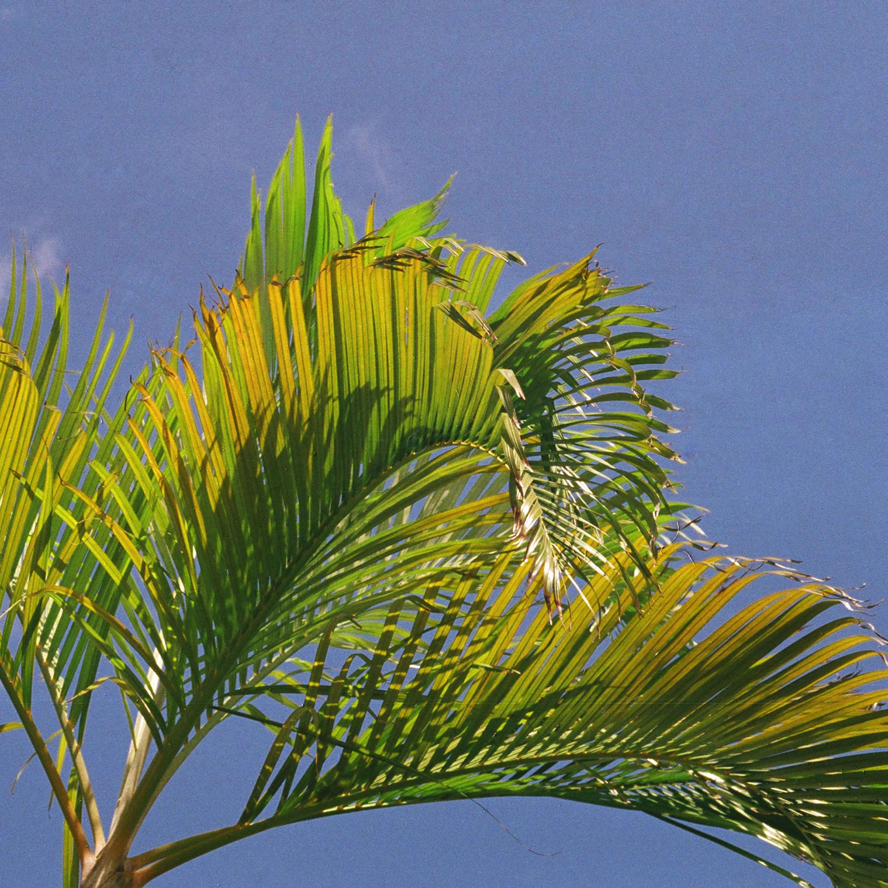 Bajan Palms by Tom Lancaster