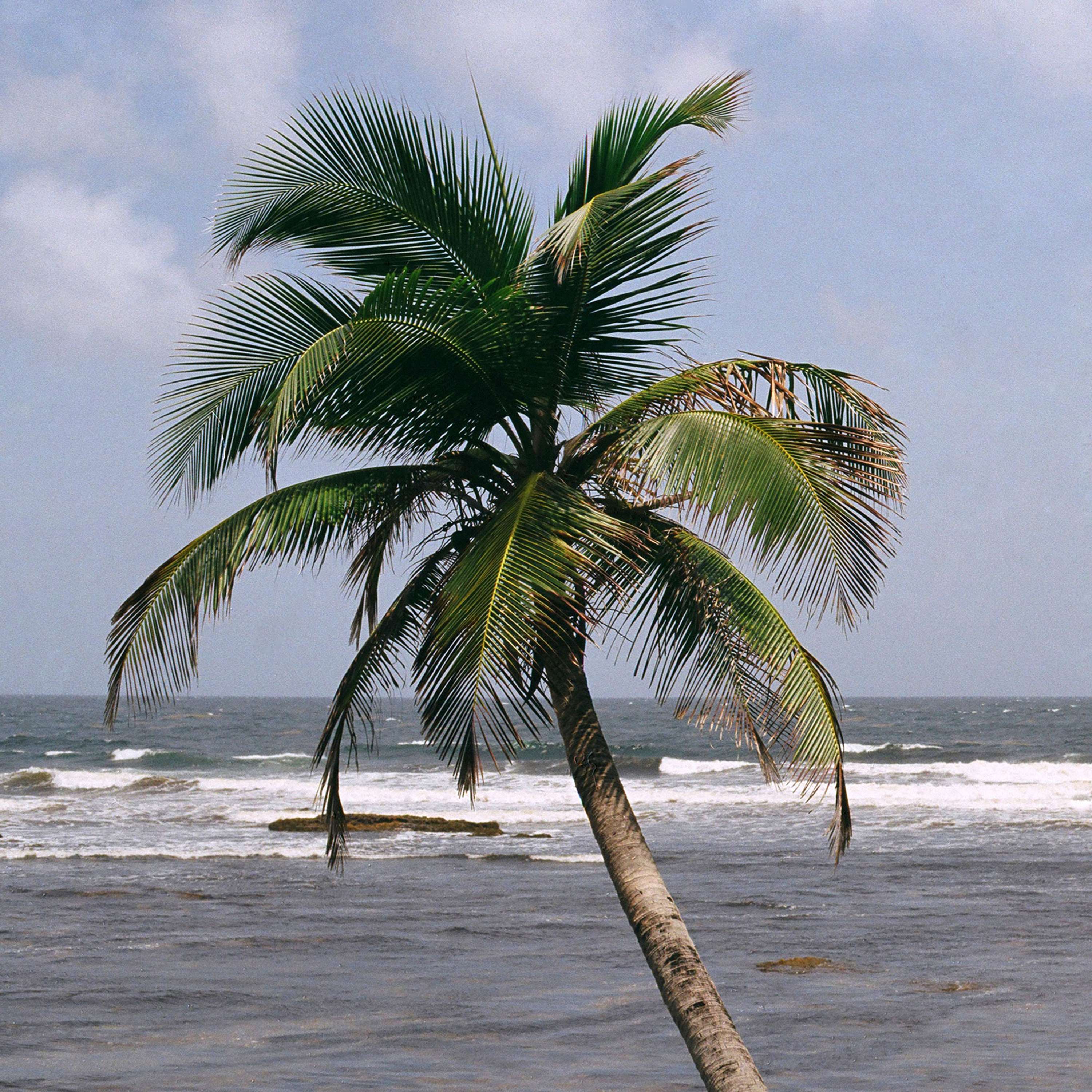Bajan Palms by Tom Lancaster