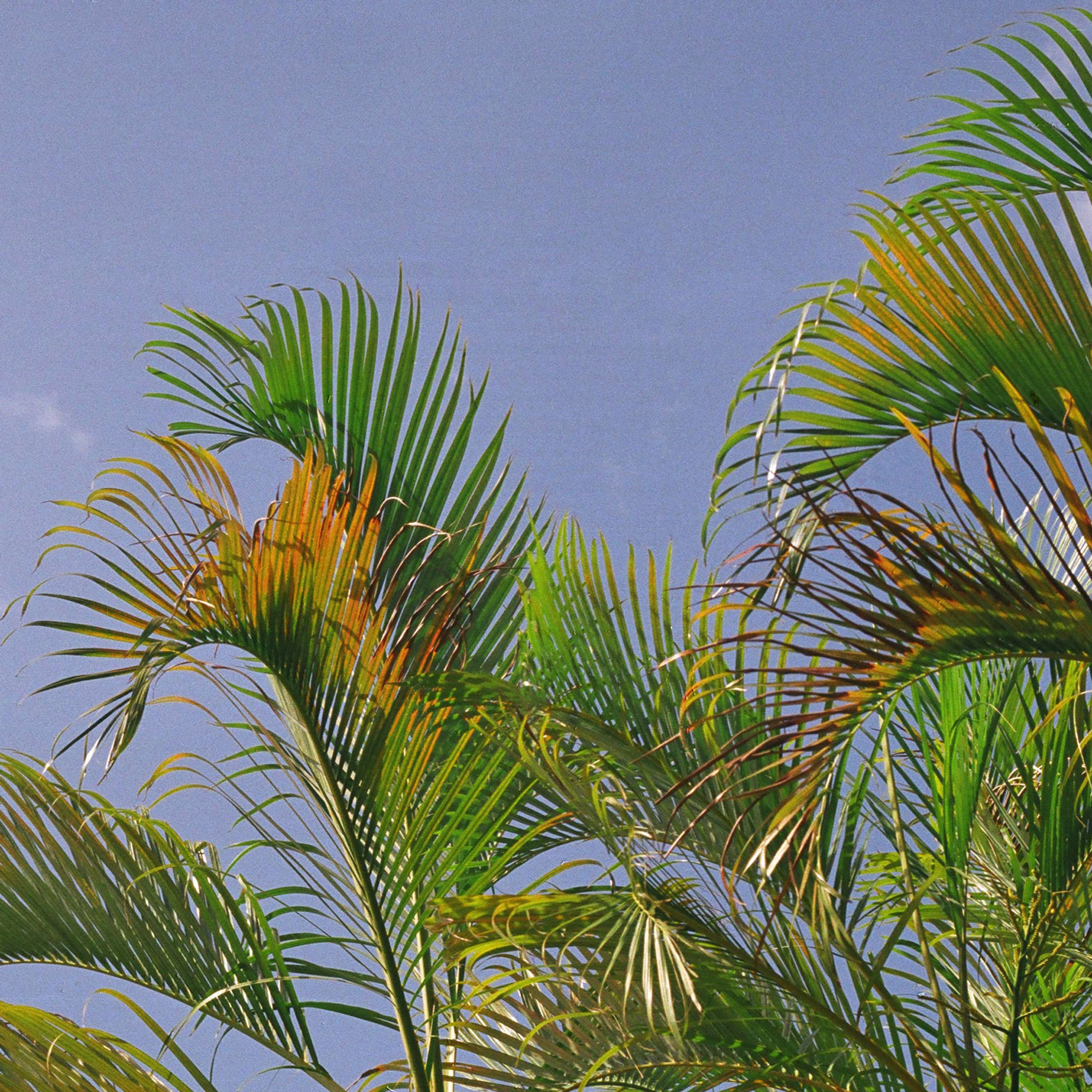 Bajan Palms by Tom Lancaster