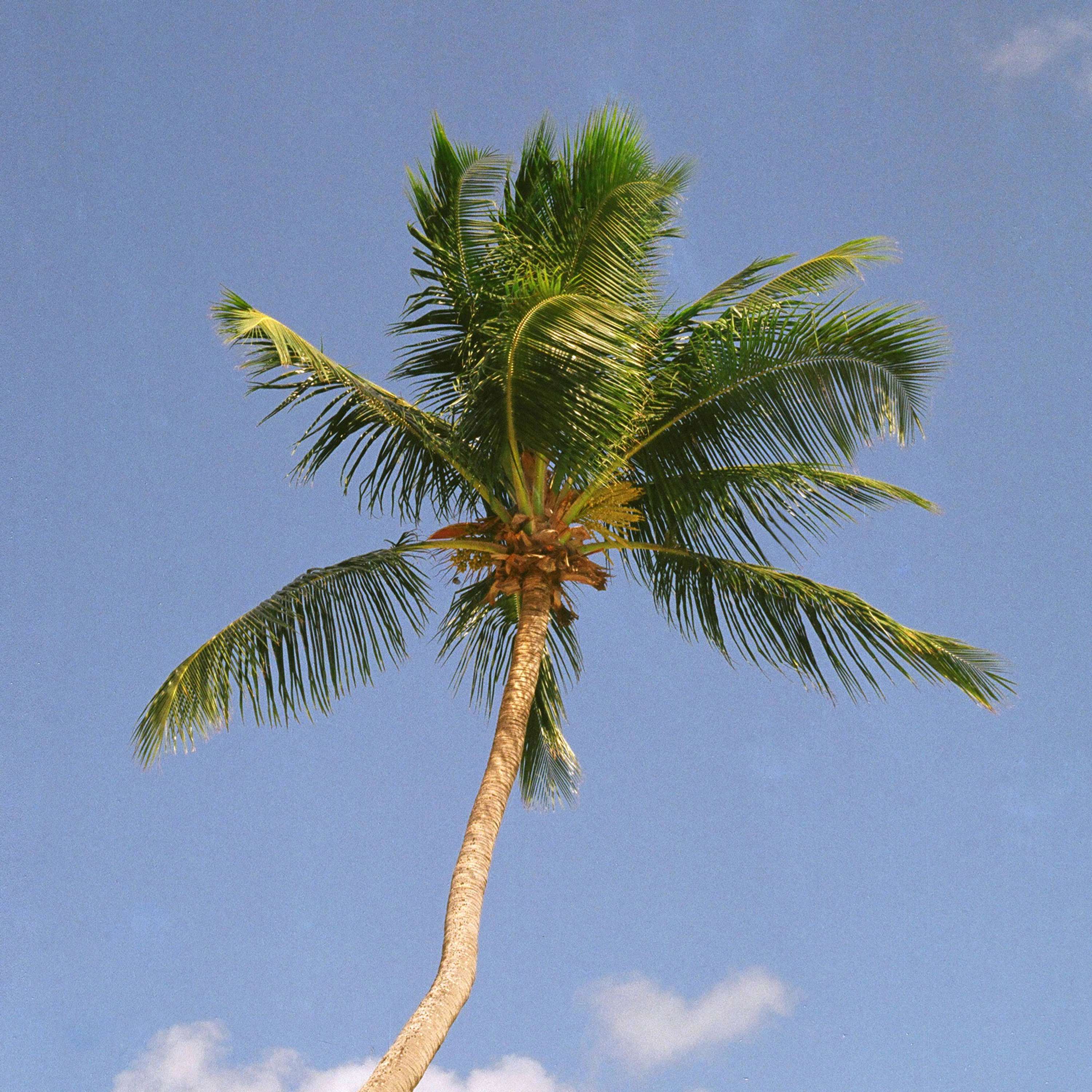 Bajan Palms by Tom Lancaster