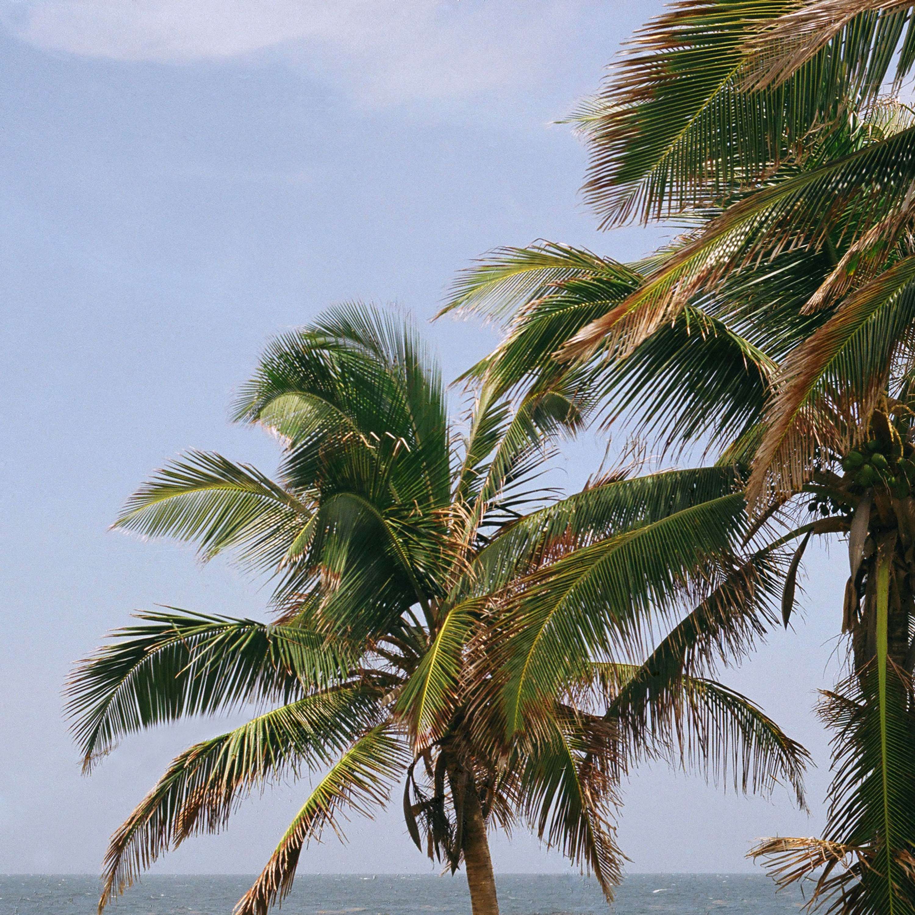Bajan Palms by Tom Lancaster