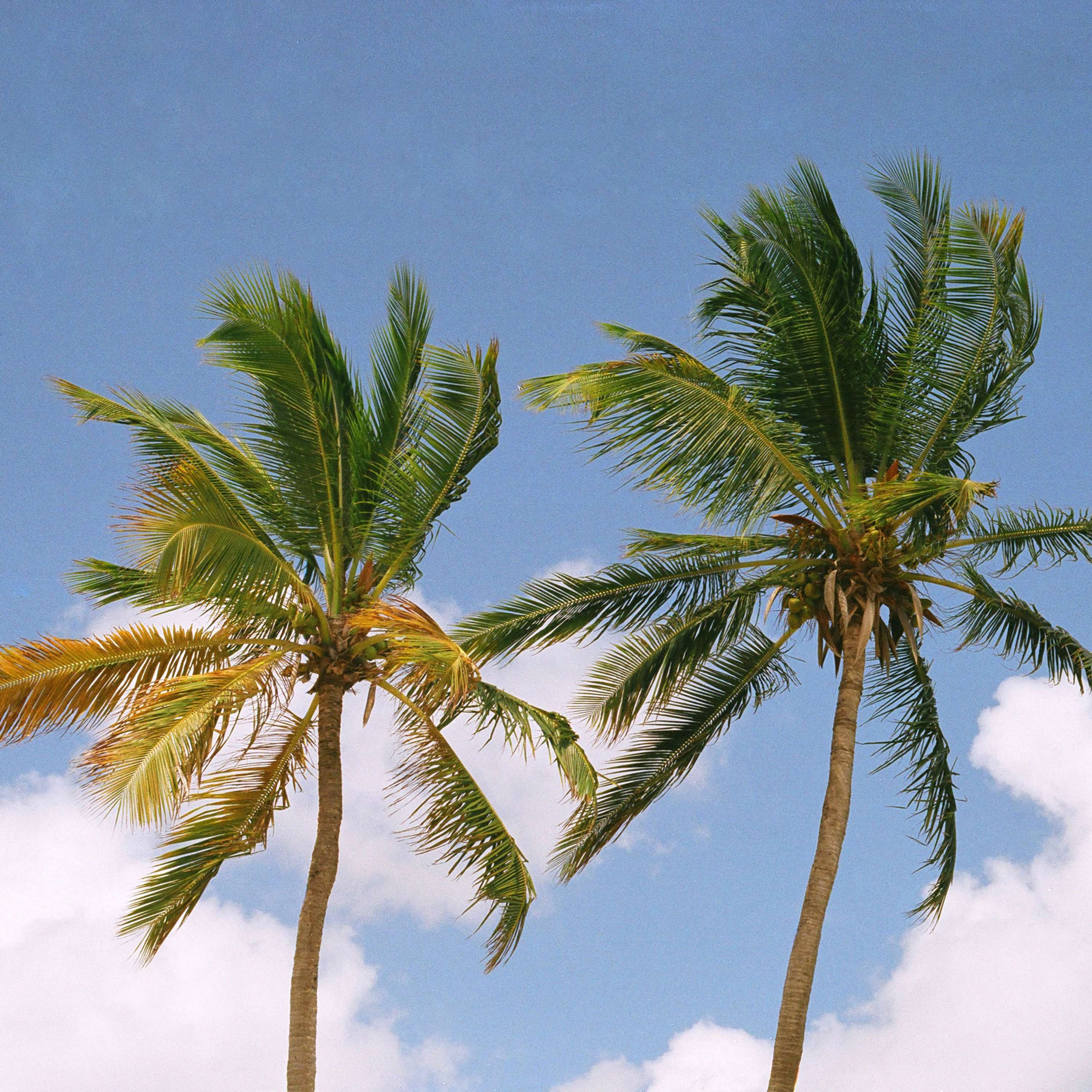 Bajan Palms by Tom Lancaster