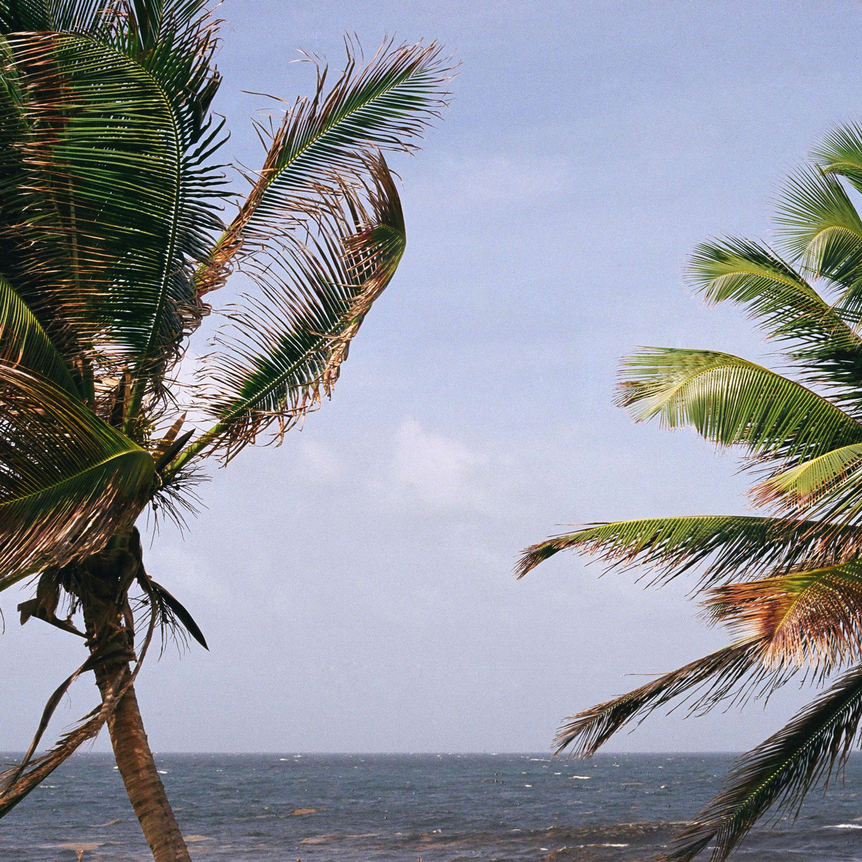 Bajan Palms by Tom Lancaster