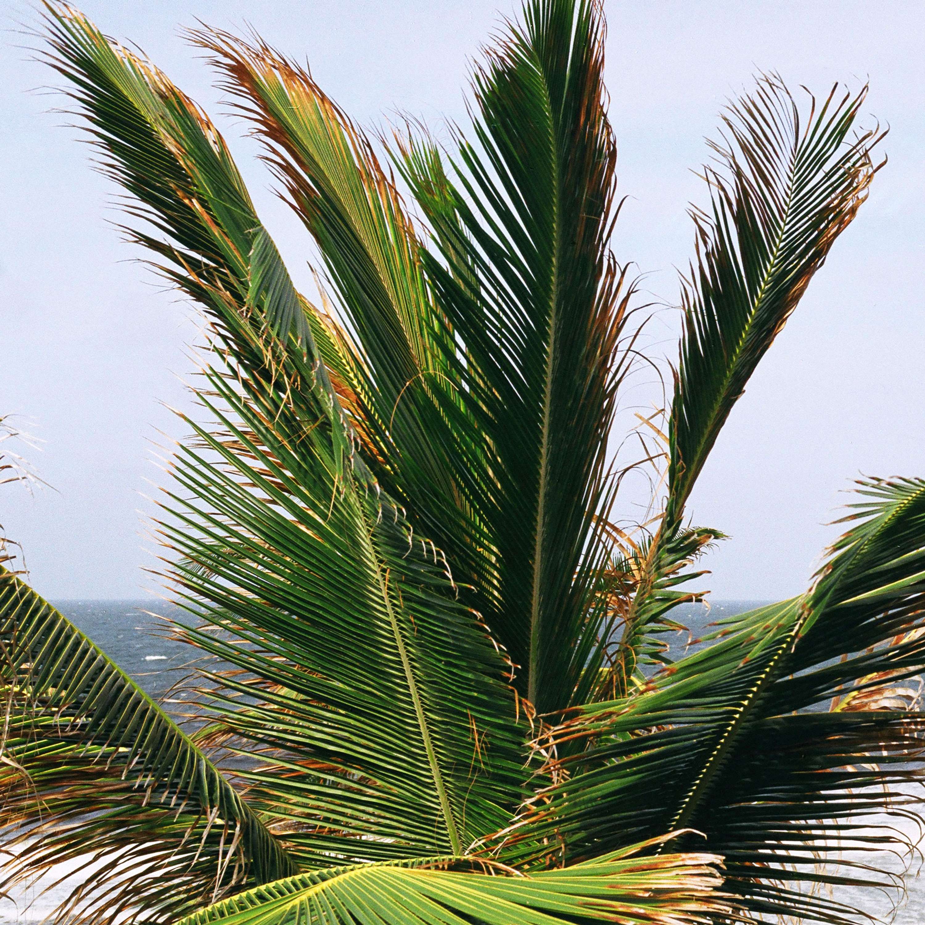 Bajan Palms by Tom Lancaster