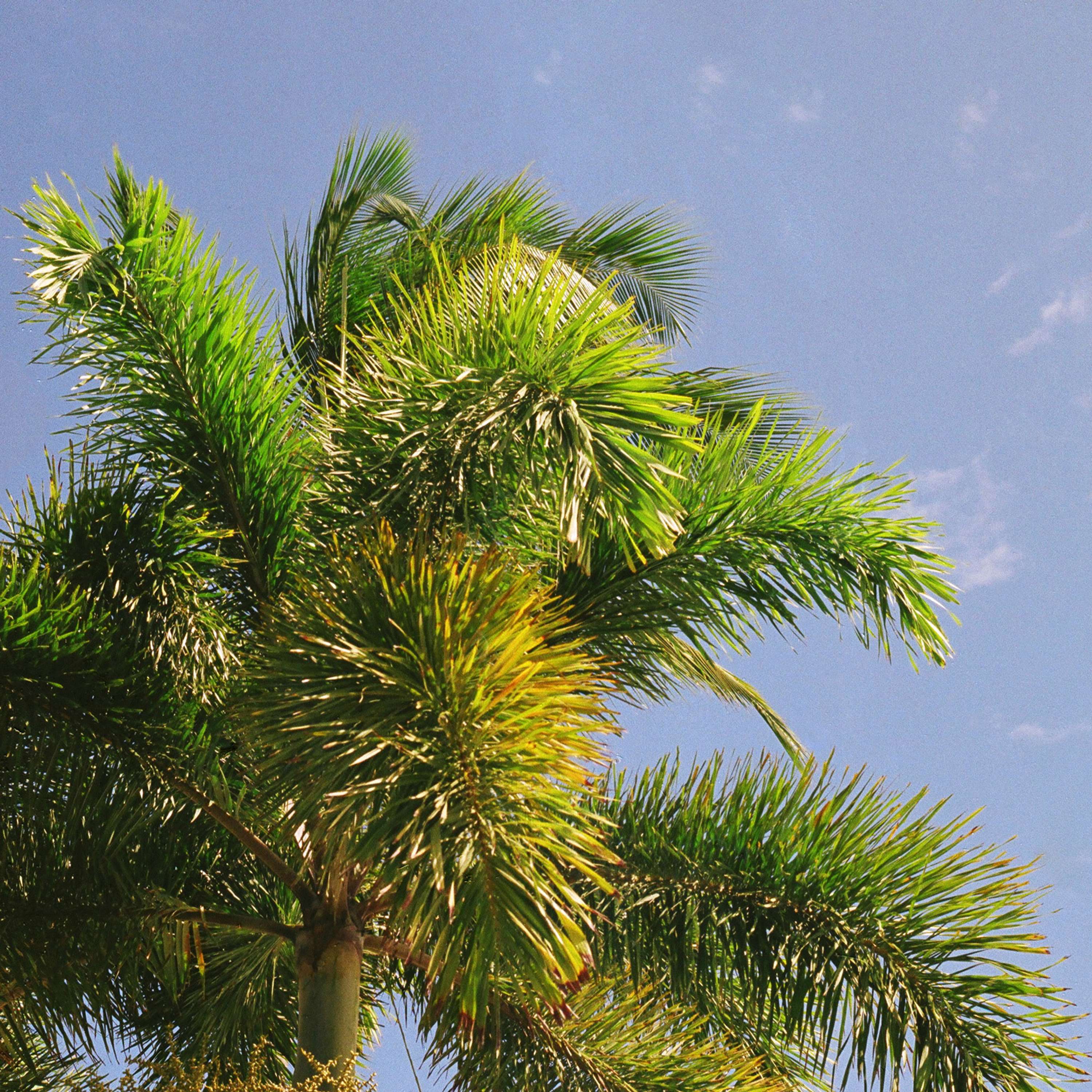 Bajan Palms by Tom Lancaster