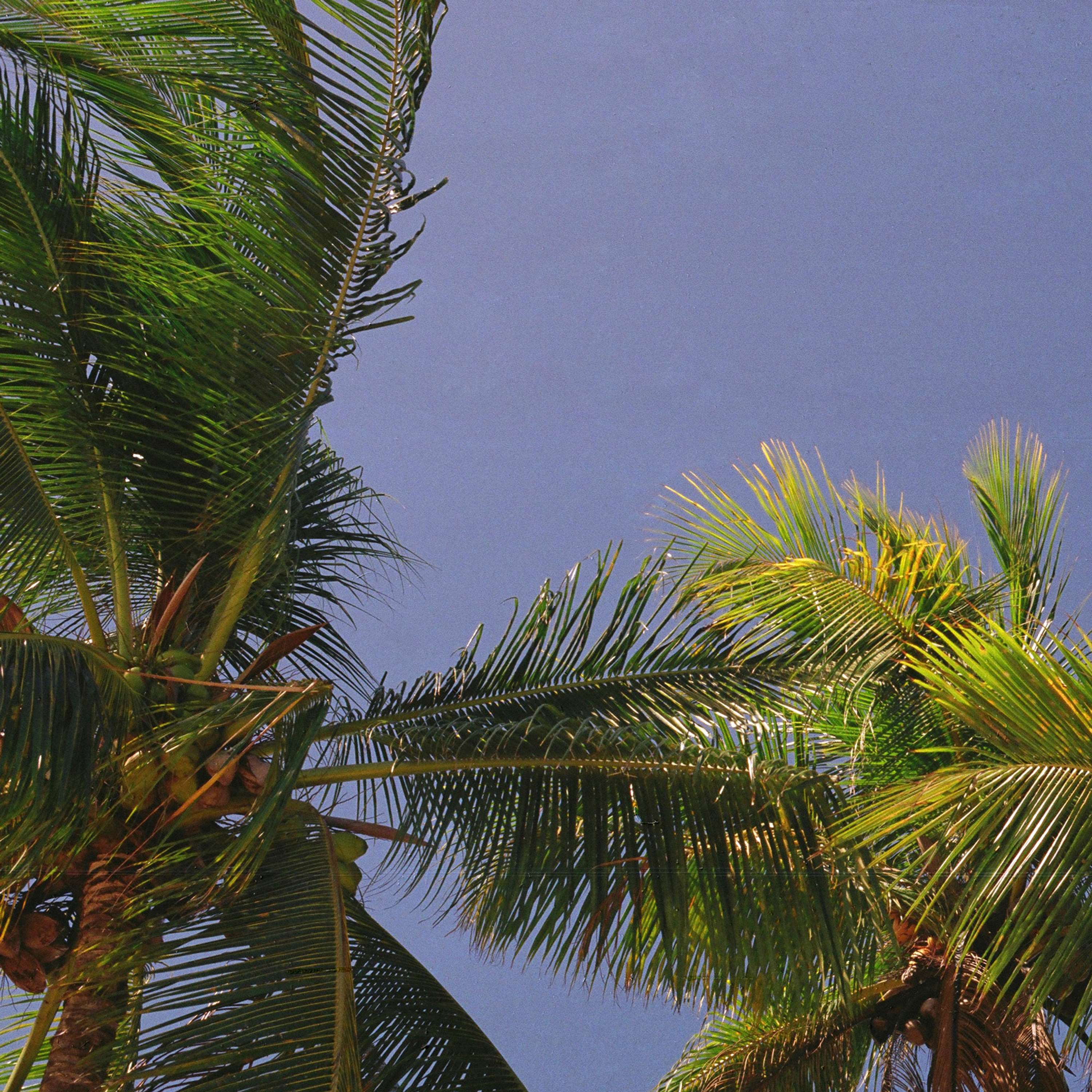 Bajan Palms by Tom Lancaster