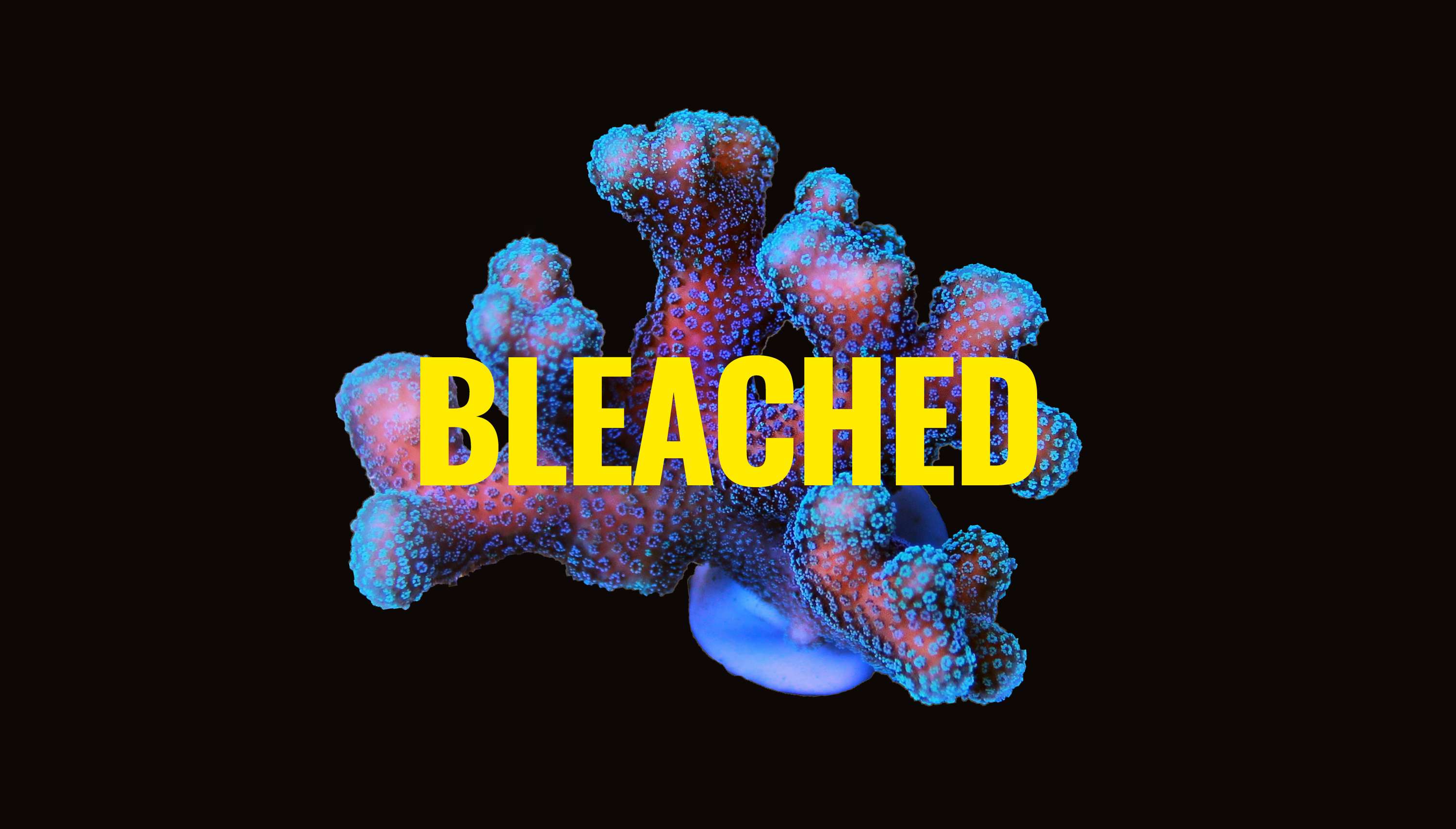 BLEACHED by Jessica Noble