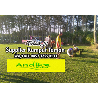 0857 3259 0133, Supplier Rumput Gajah Mini Jombang logo