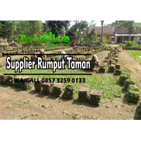 0857 3259 0133, Supplier Rumput Gajah Mini Lamongan logo