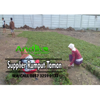 0857 3259 0133, Supplier Rumput Gajah Mini Lumajang logo