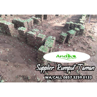 0857 3259 0133, Supplier Rumput Gajah Mini Semarang logo