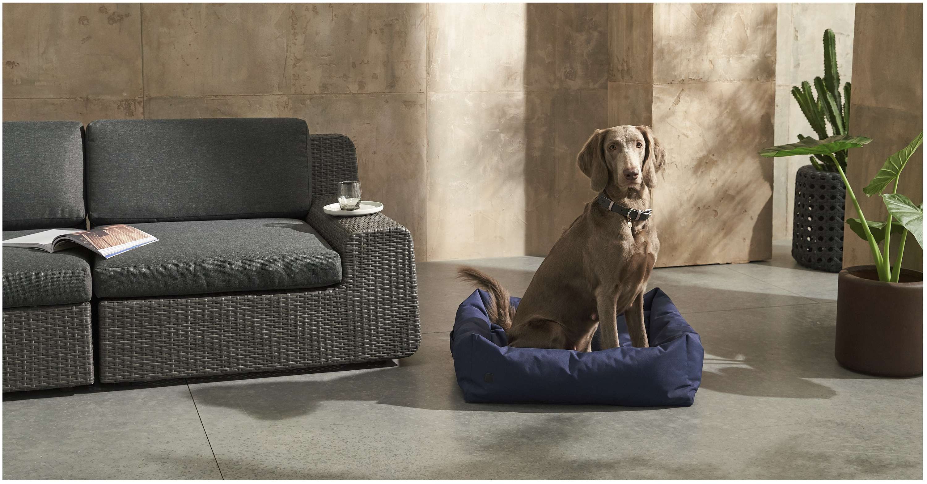 Pet Accessories Ecommerce Shoot : MADE.com by Camille Freemantle
