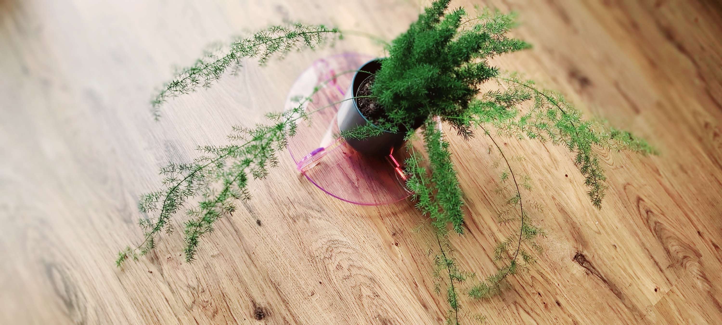 Open Source Plant Stands by Renata Aminian