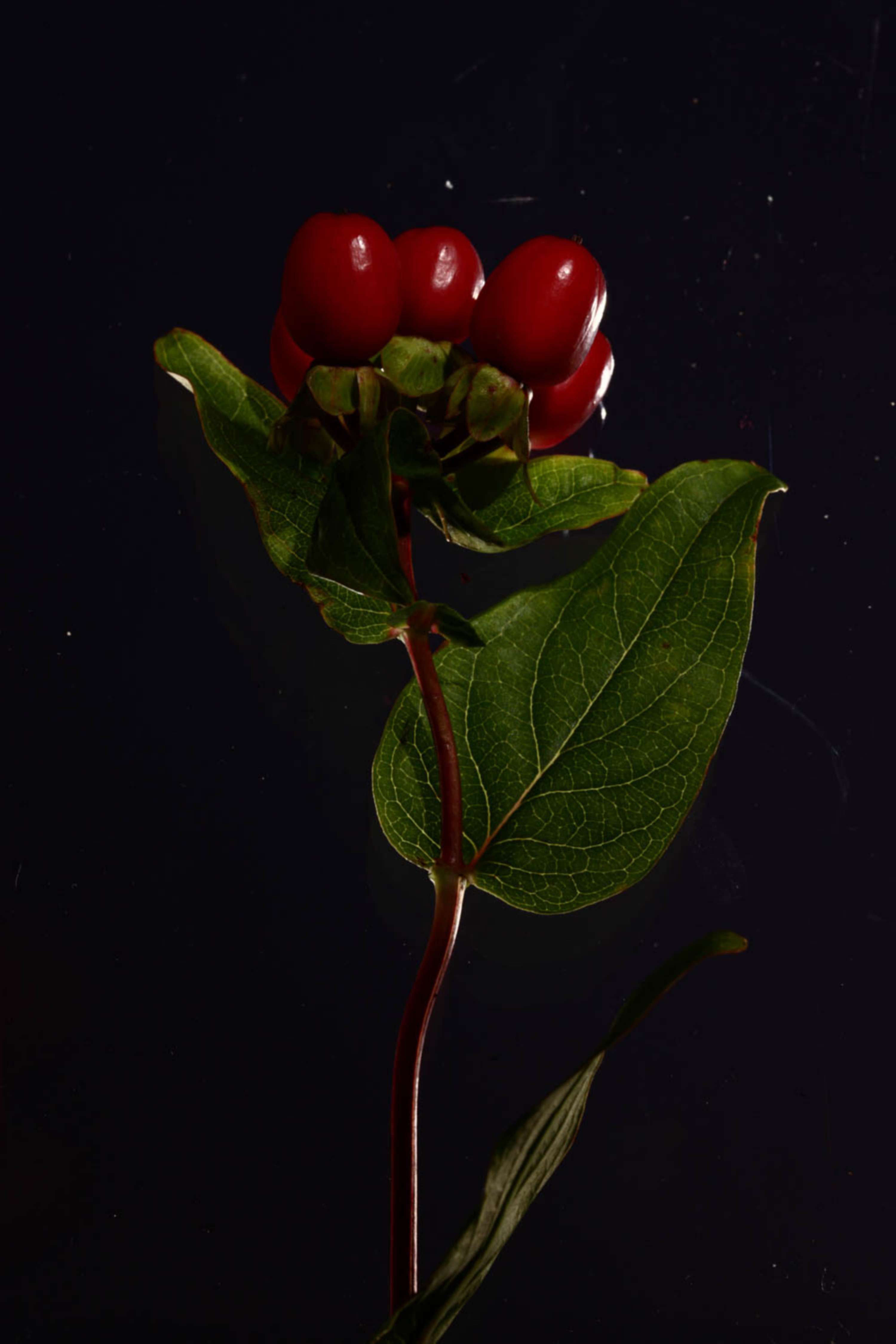 www.bernieshoots.com by Bernhard Deckert Ltd