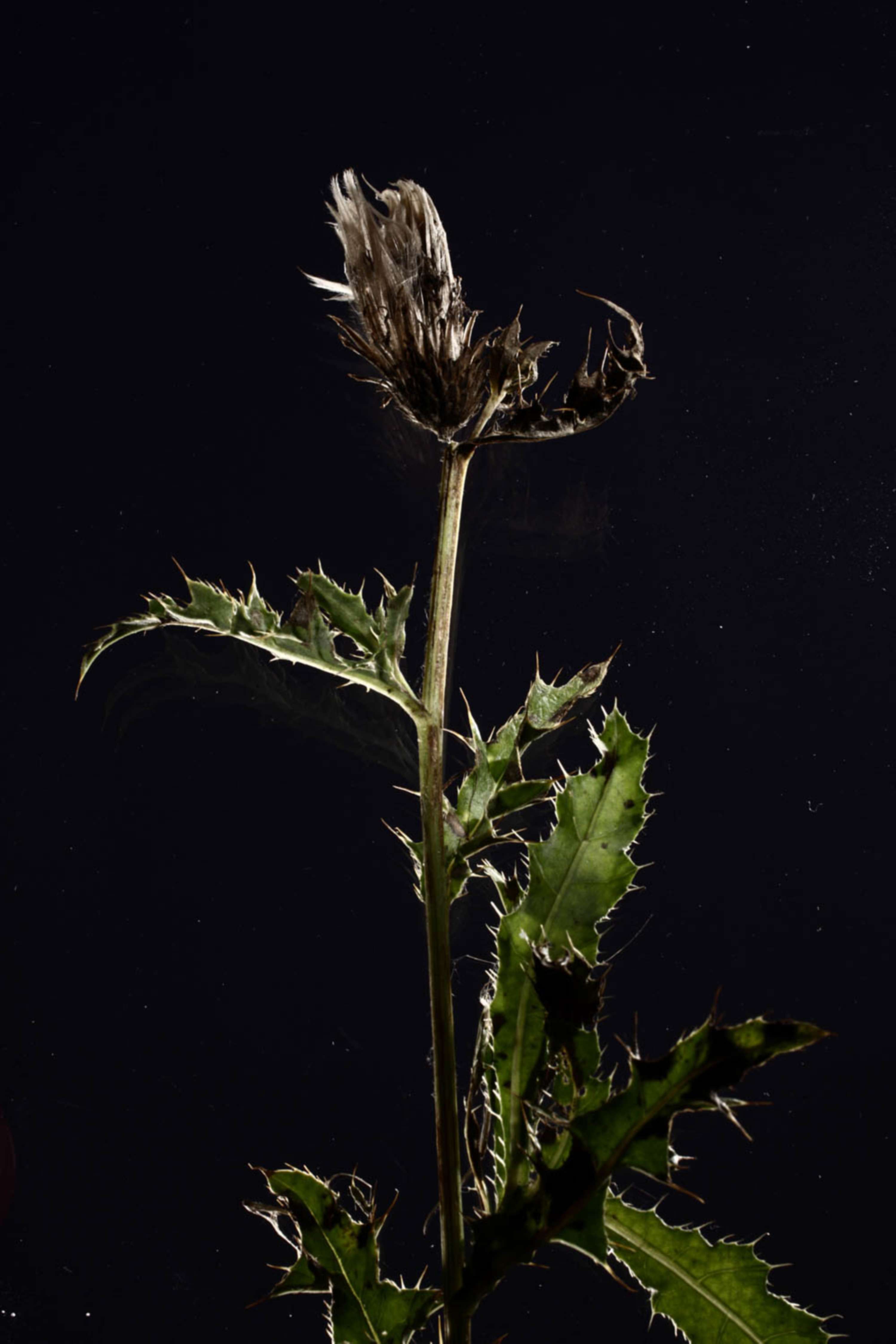 www.bernieshoots.com by Bernhard Deckert Ltd