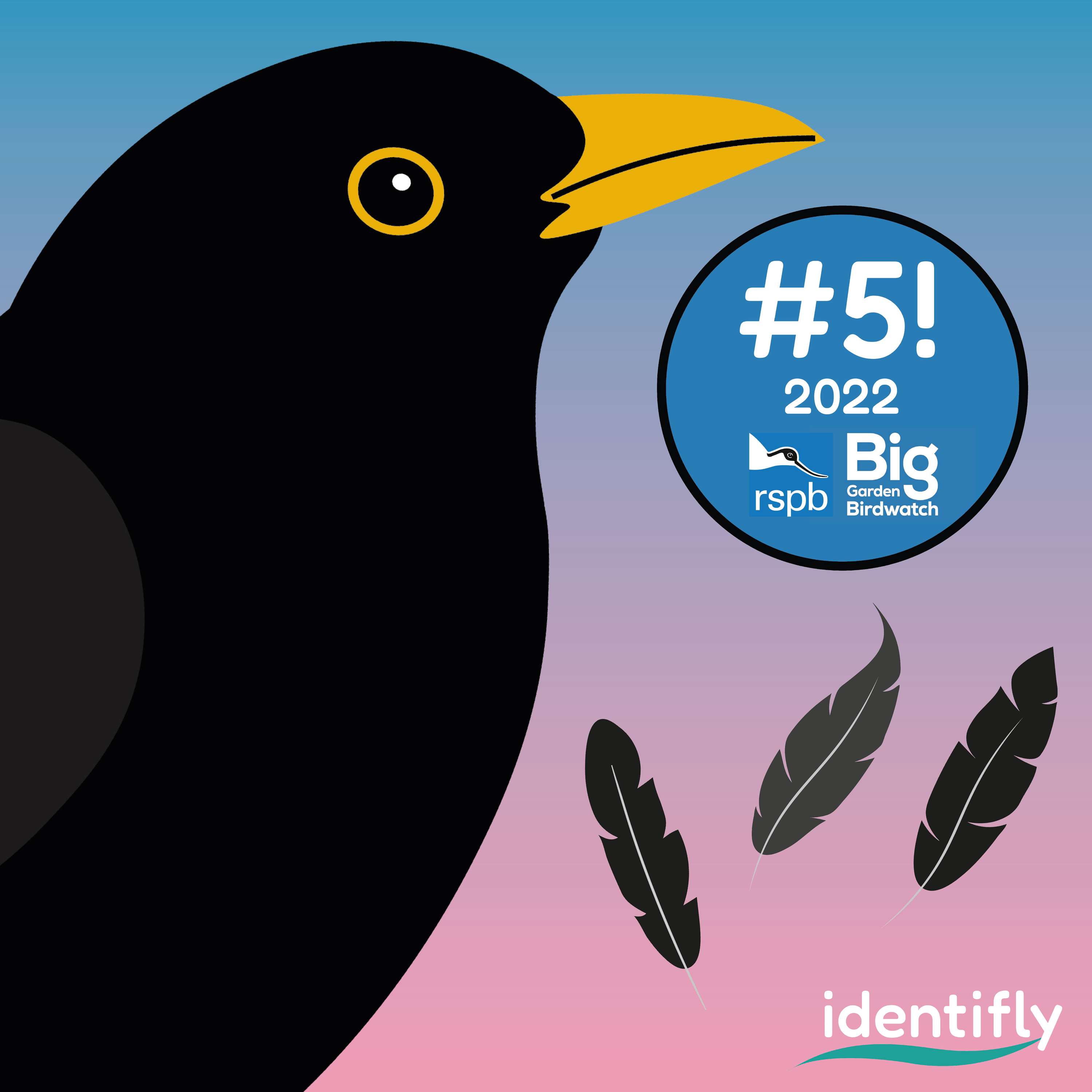 IDENTIFLY by Sophie Wade