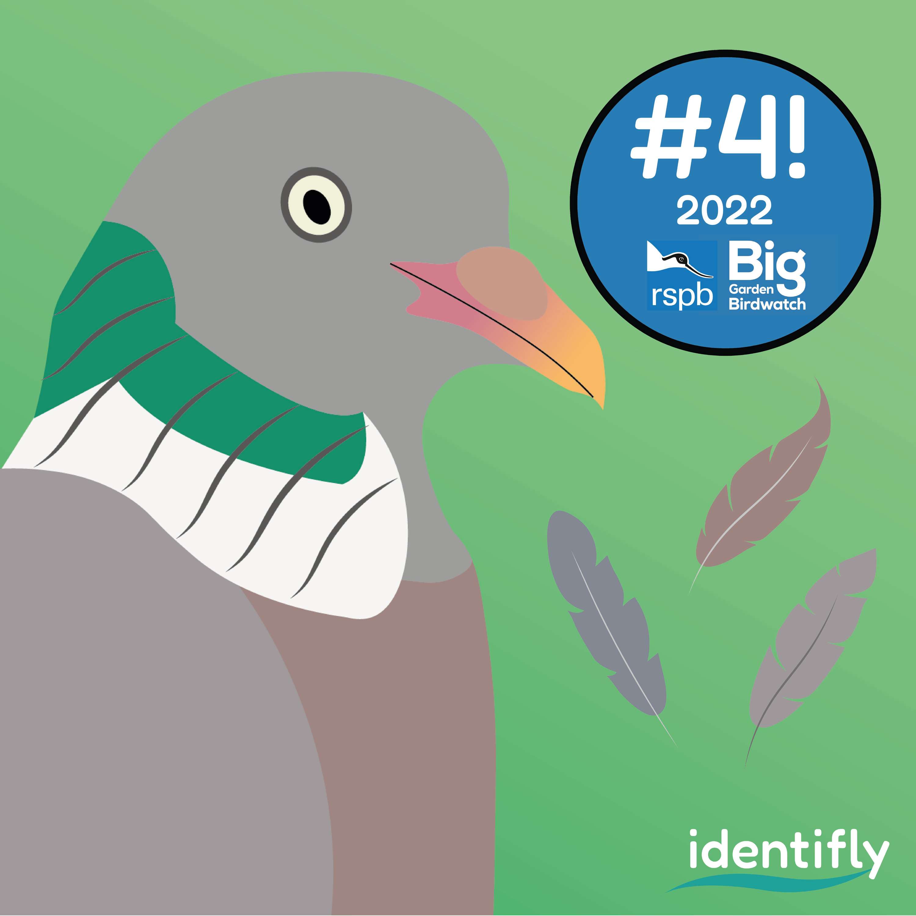 IDENTIFLY by Sophie Wade