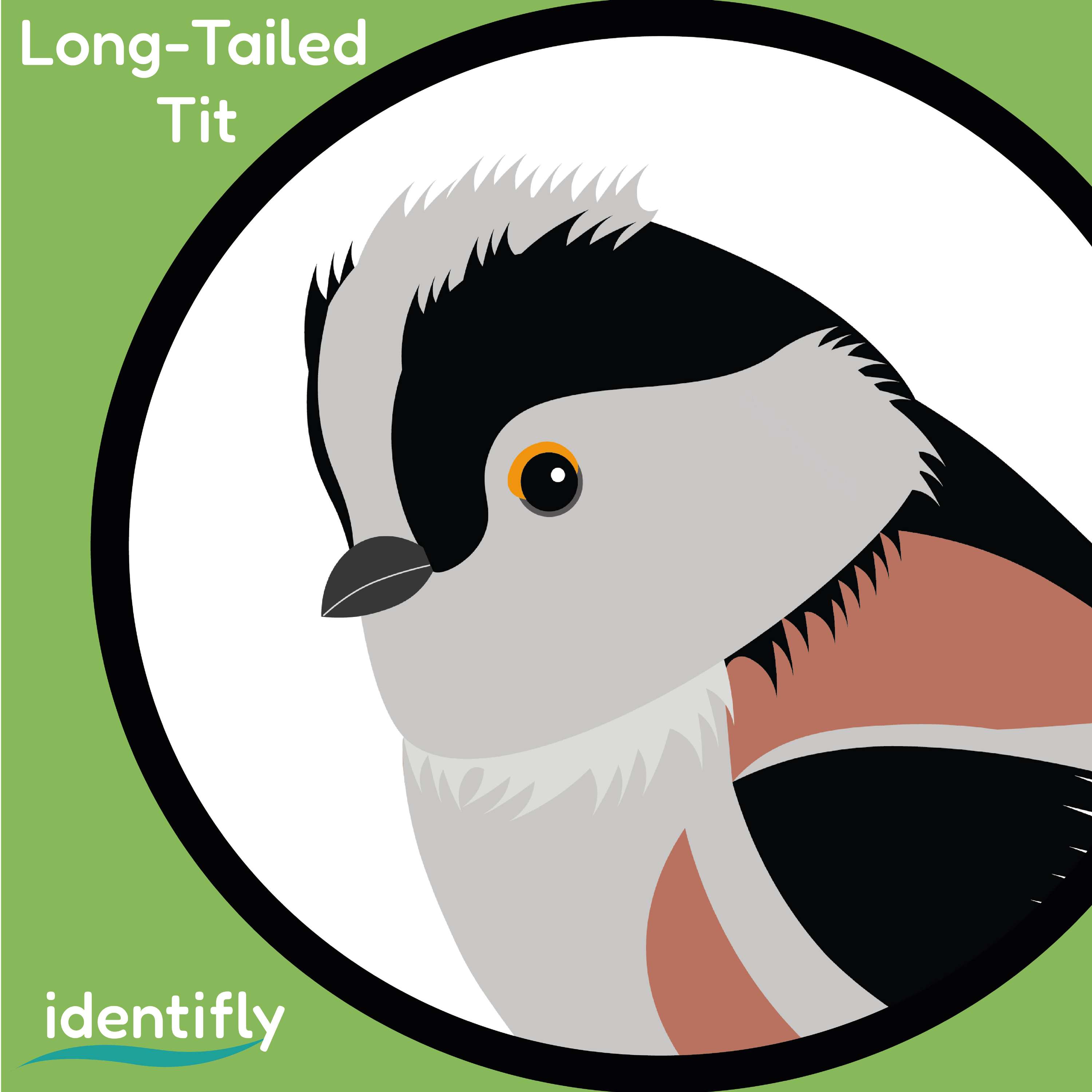 IDENTIFLY by Sophie Wade