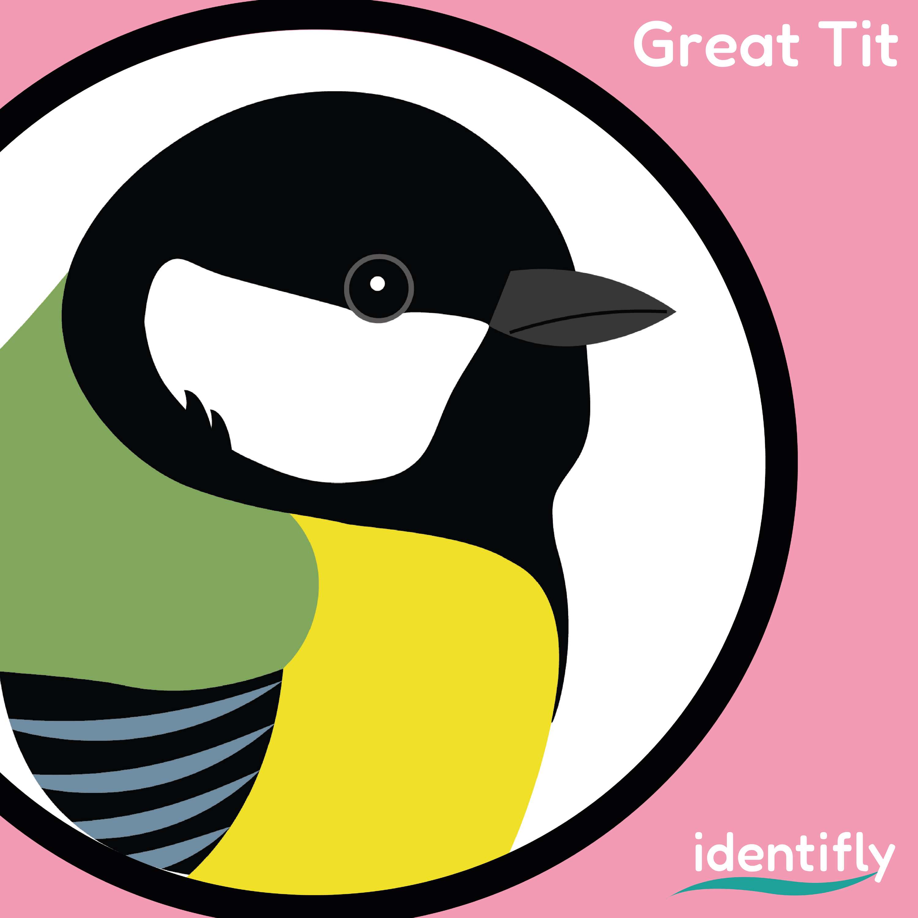 IDENTIFLY by Sophie Wade