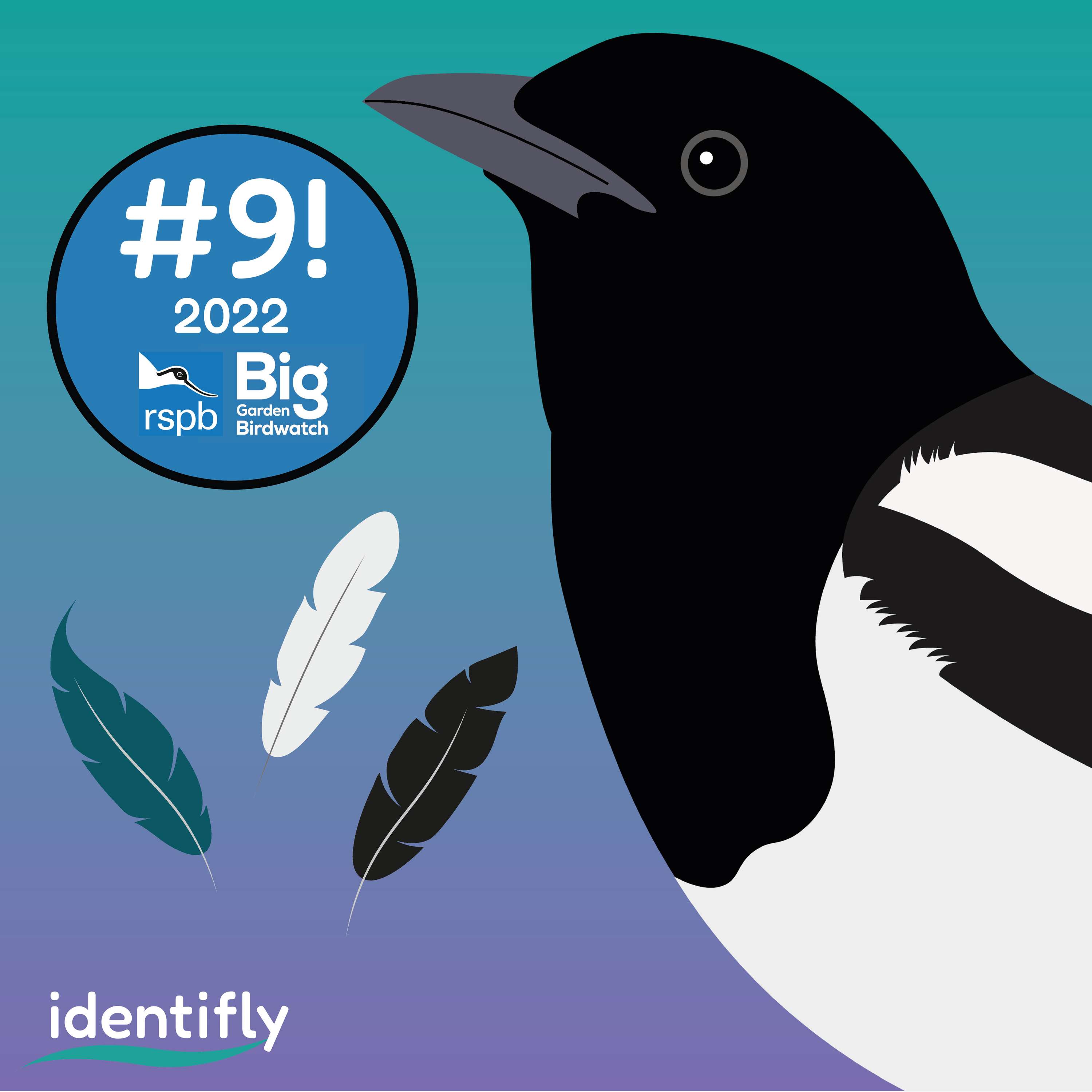 IDENTIFLY by Sophie Wade