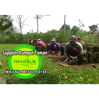 0857 3259 0133, Distributor Rumput Gajah Mini Probolinggo logo
