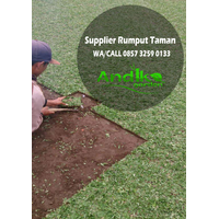 0857 3259 0133, Distributor Rumput Gajah Mini Sampang logo