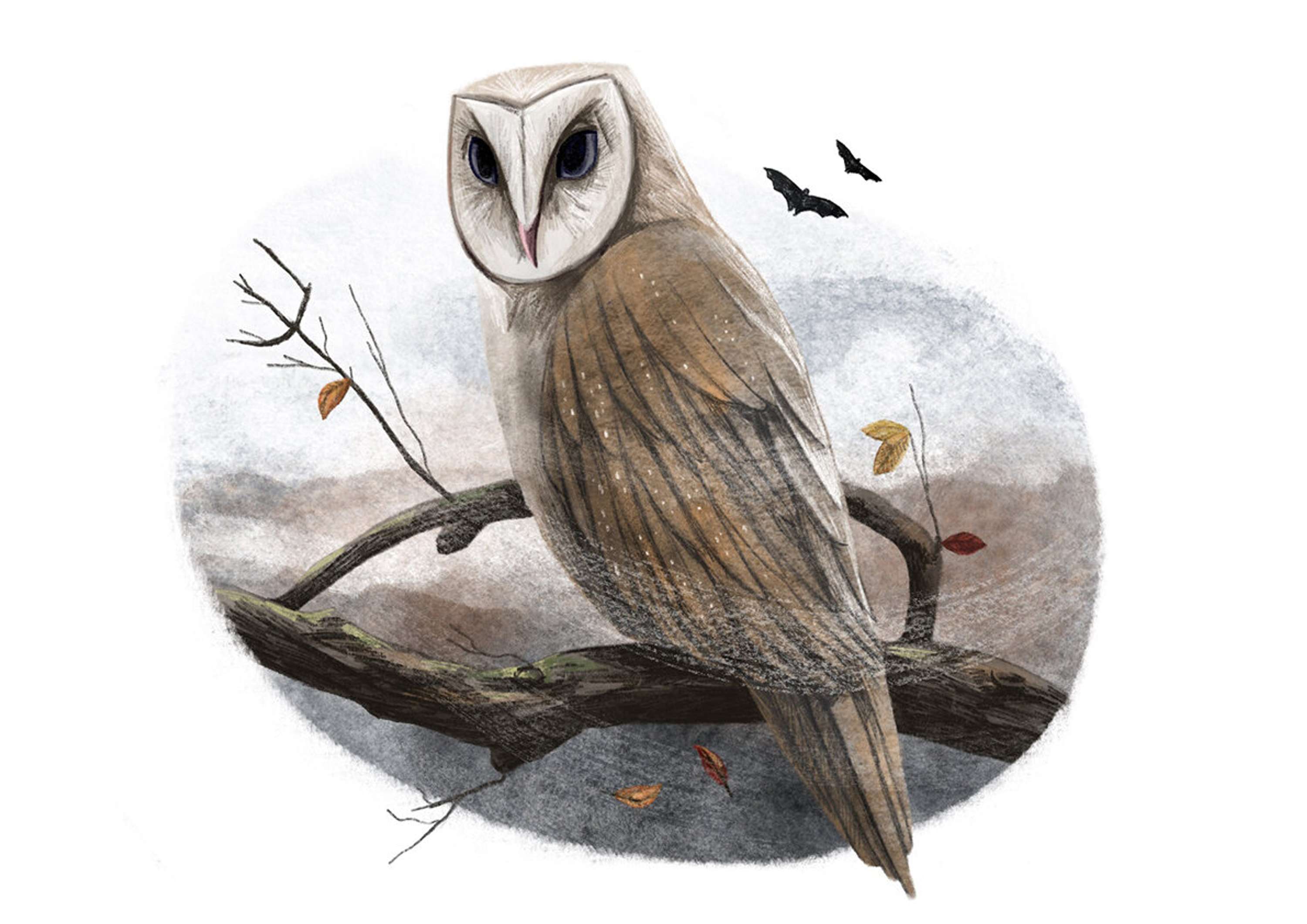The Owl in the Mirror by Rose Wilkinson