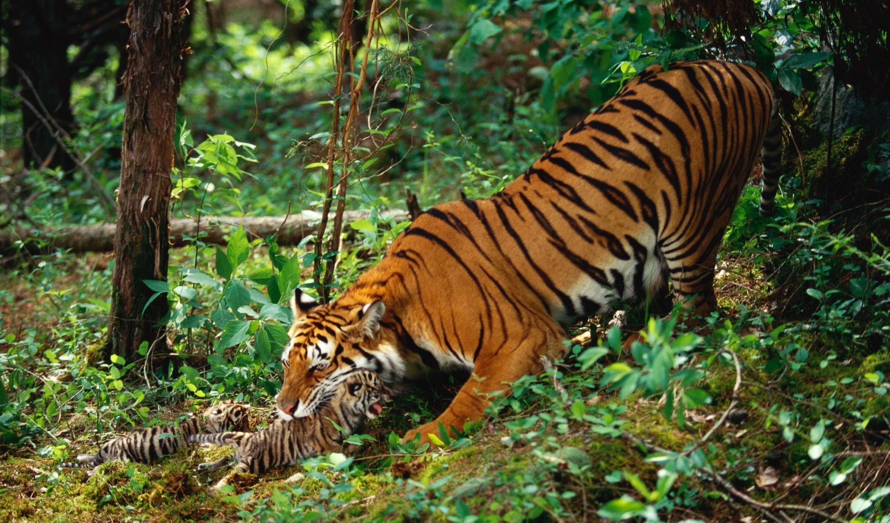 Тигр живет на материке. Среда обитания тигра. Обитания тигров в России. Среда обитания Амурского тигра. Тигр в естественной среде обитания.
