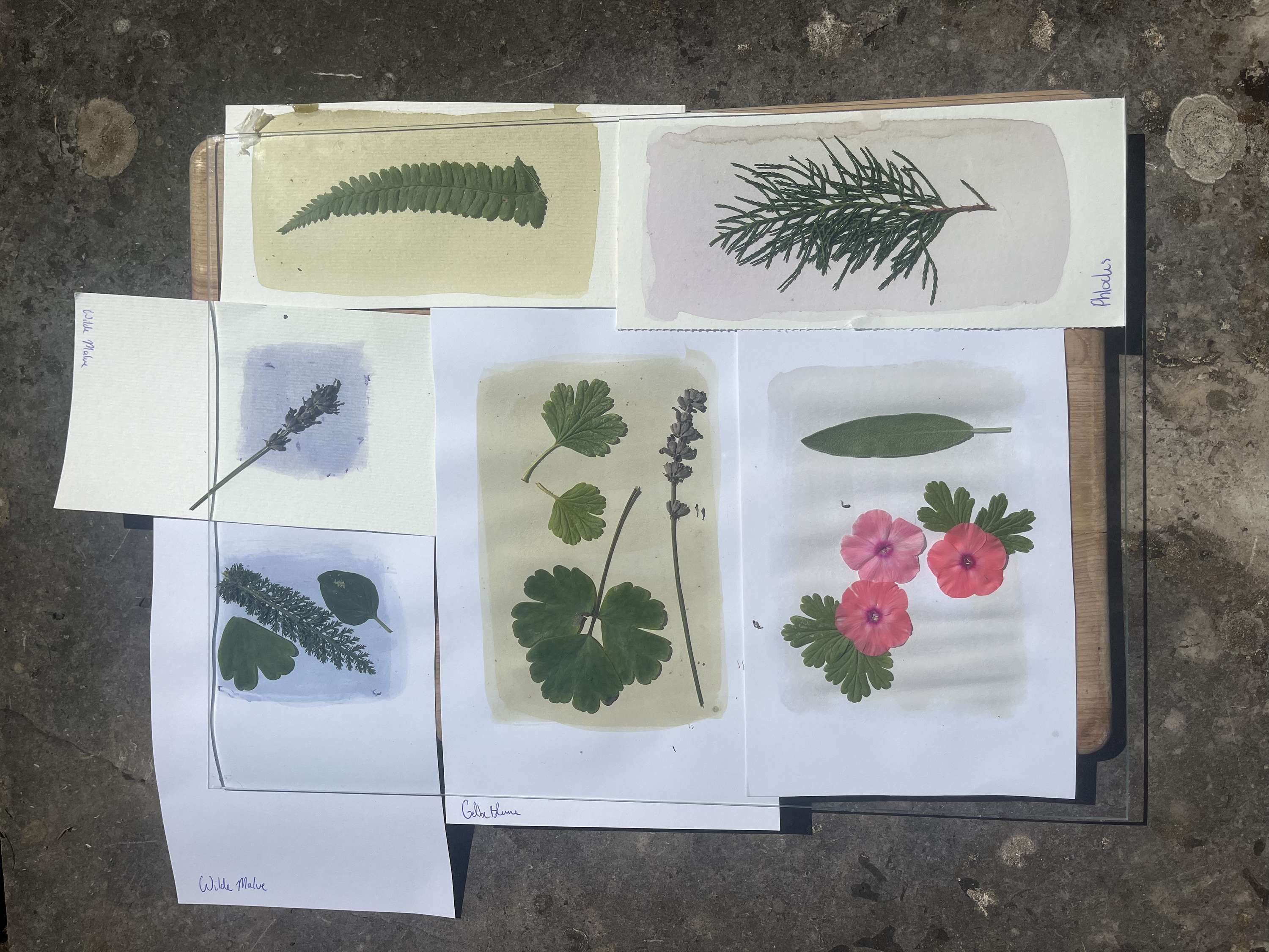 Cyanotype and Anthotype Prints by Antonia Kazmeier