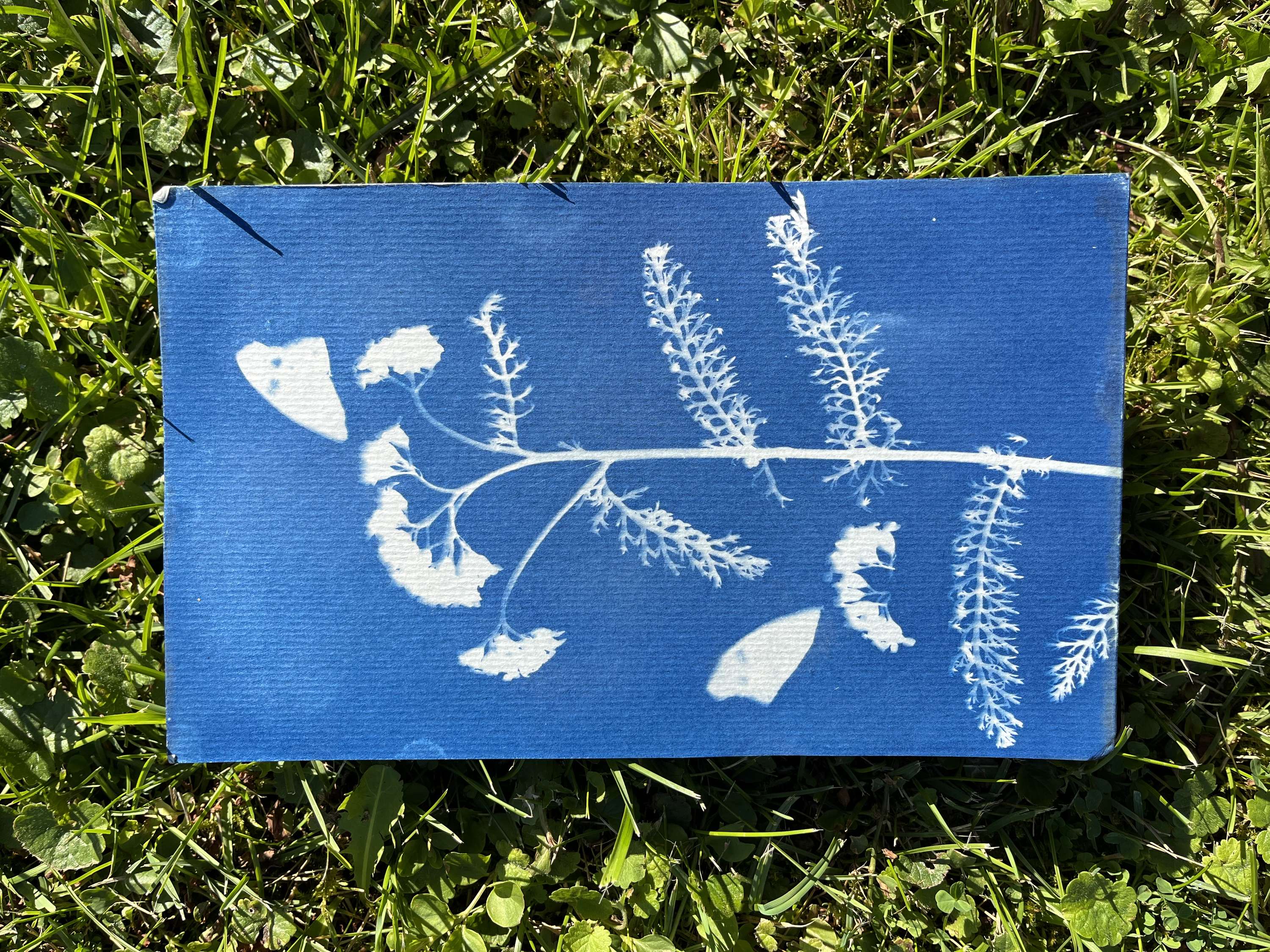 Cyanotype and Anthotype Prints by Antonia Kazmeier