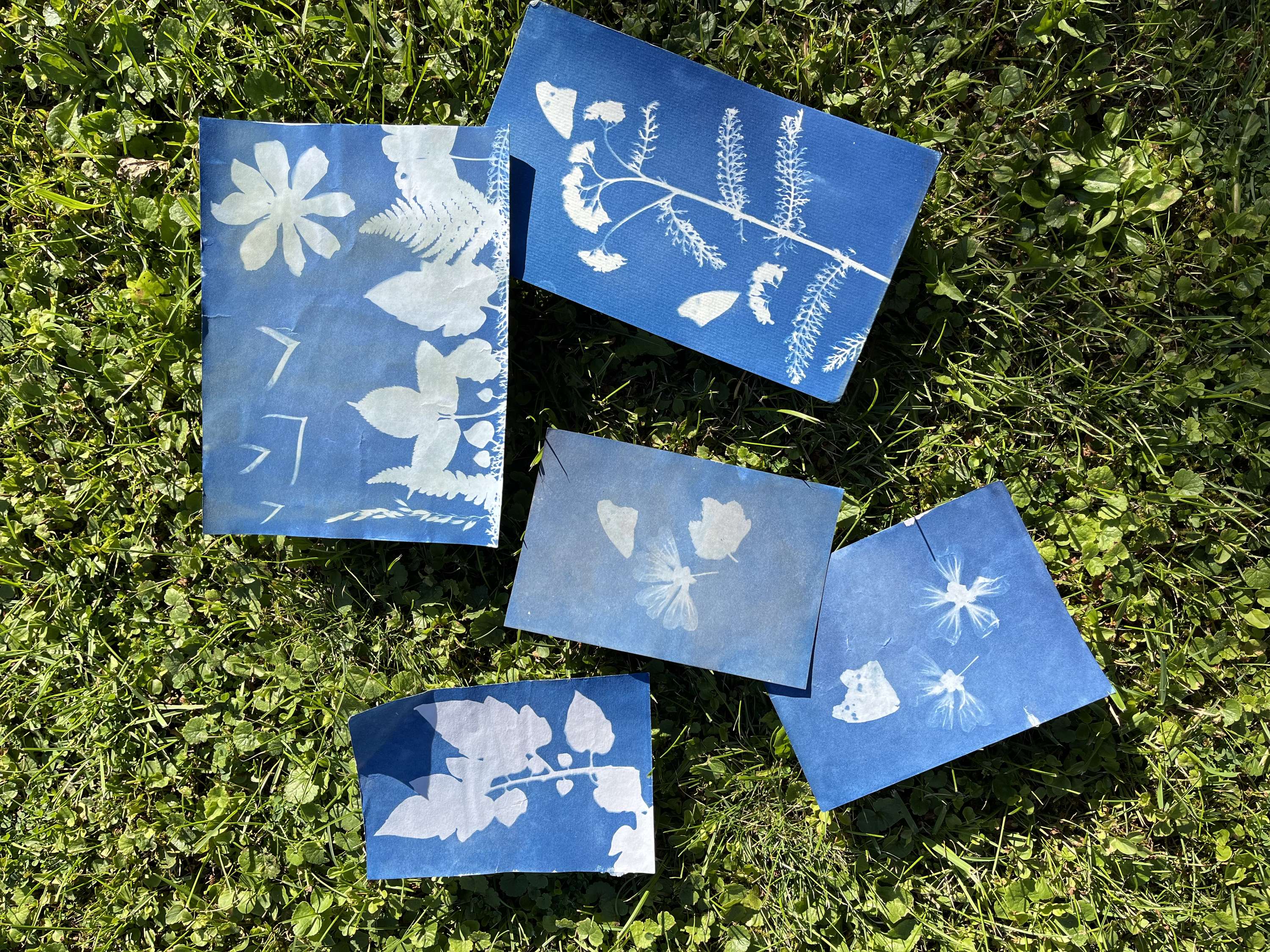 Cyanotype and Anthotype Prints by Antonia Kazmeier