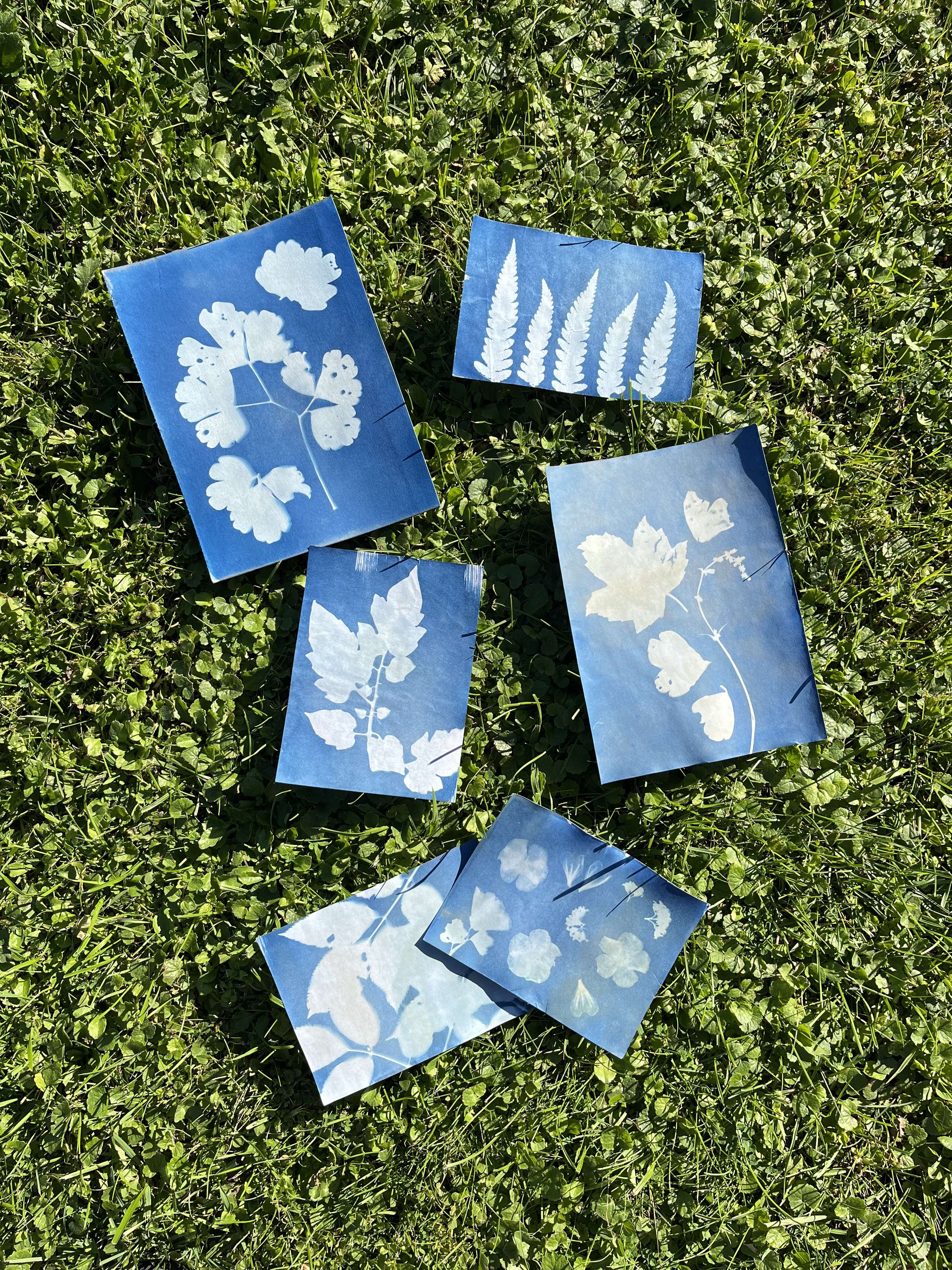 Cyanotype and Anthotype Prints by Antonia Kazmeier