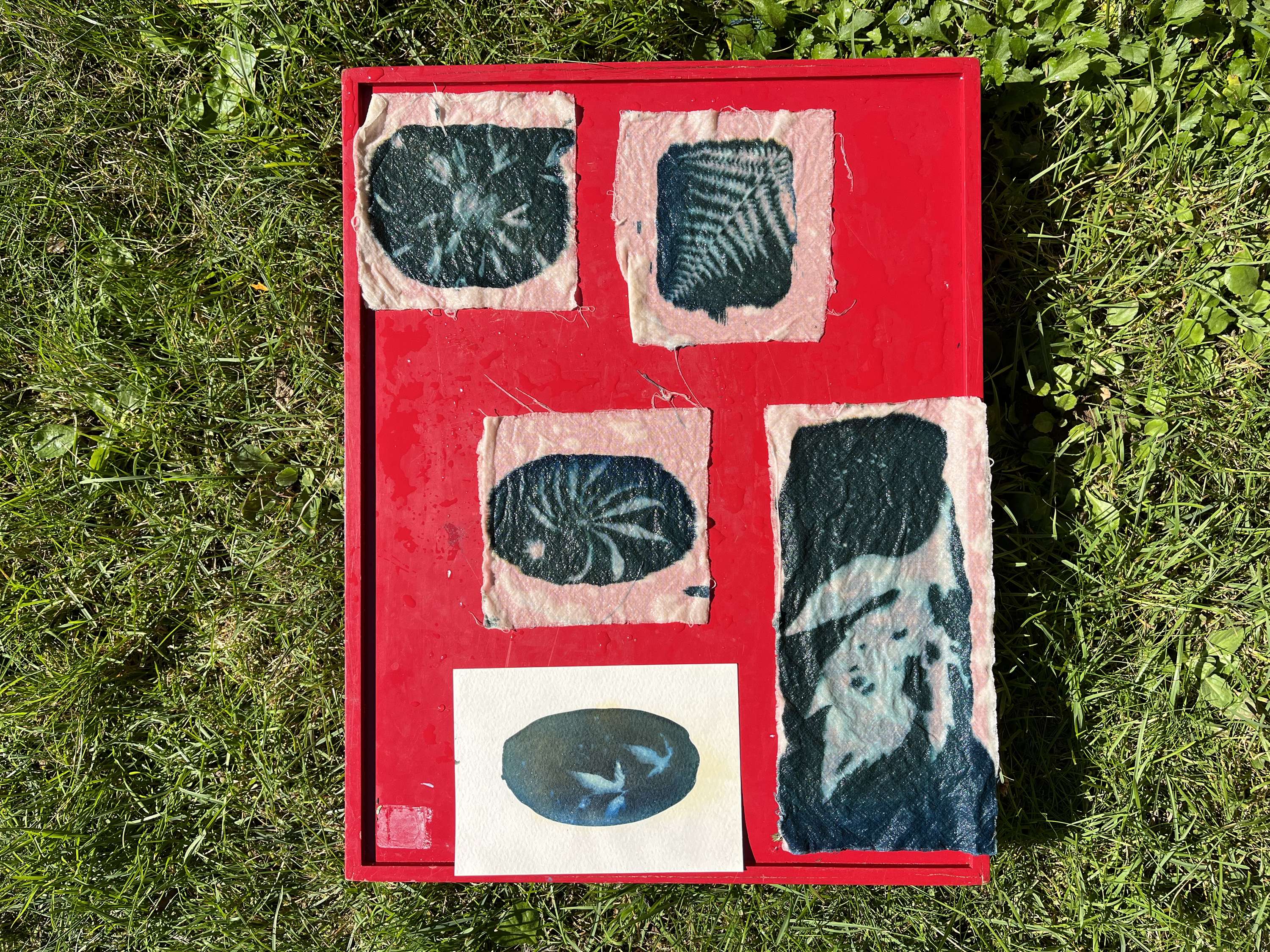 Cyanotype and Anthotype Prints by Antonia Kazmeier
