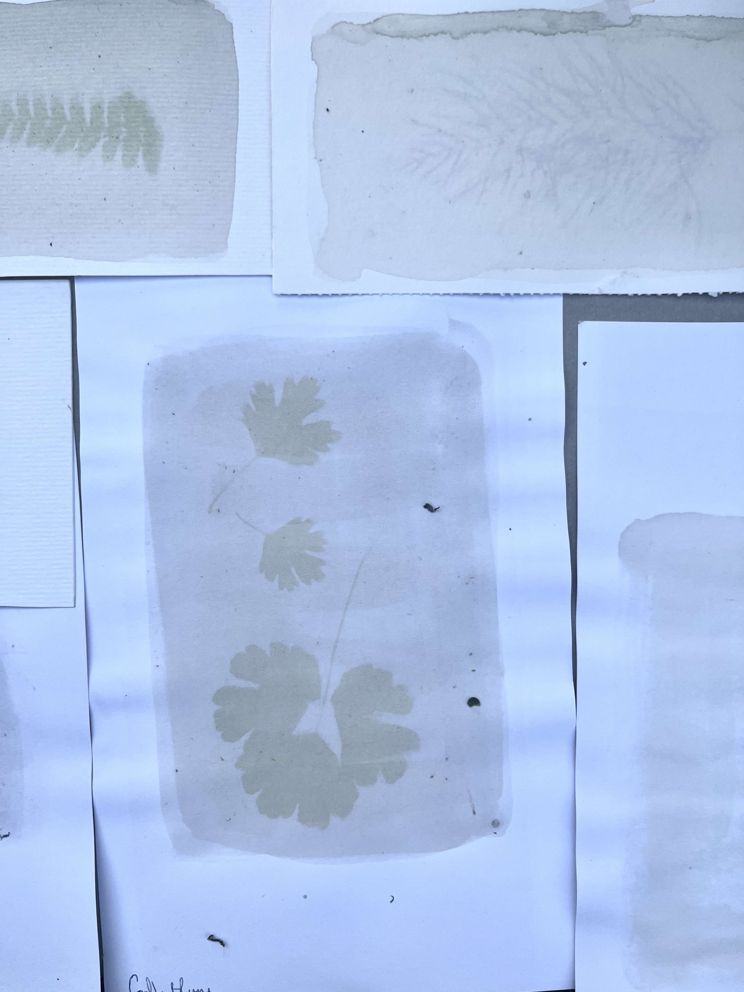 Cyanotype and Anthotype Prints by Antonia Kazmeier