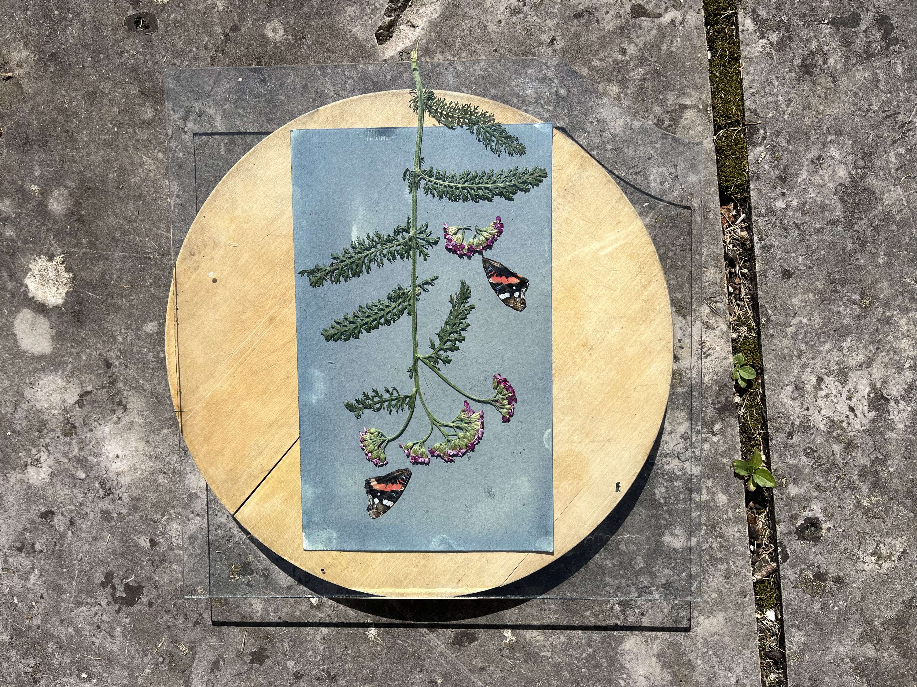 Cyanotype and Anthotype Prints by Antonia Kazmeier