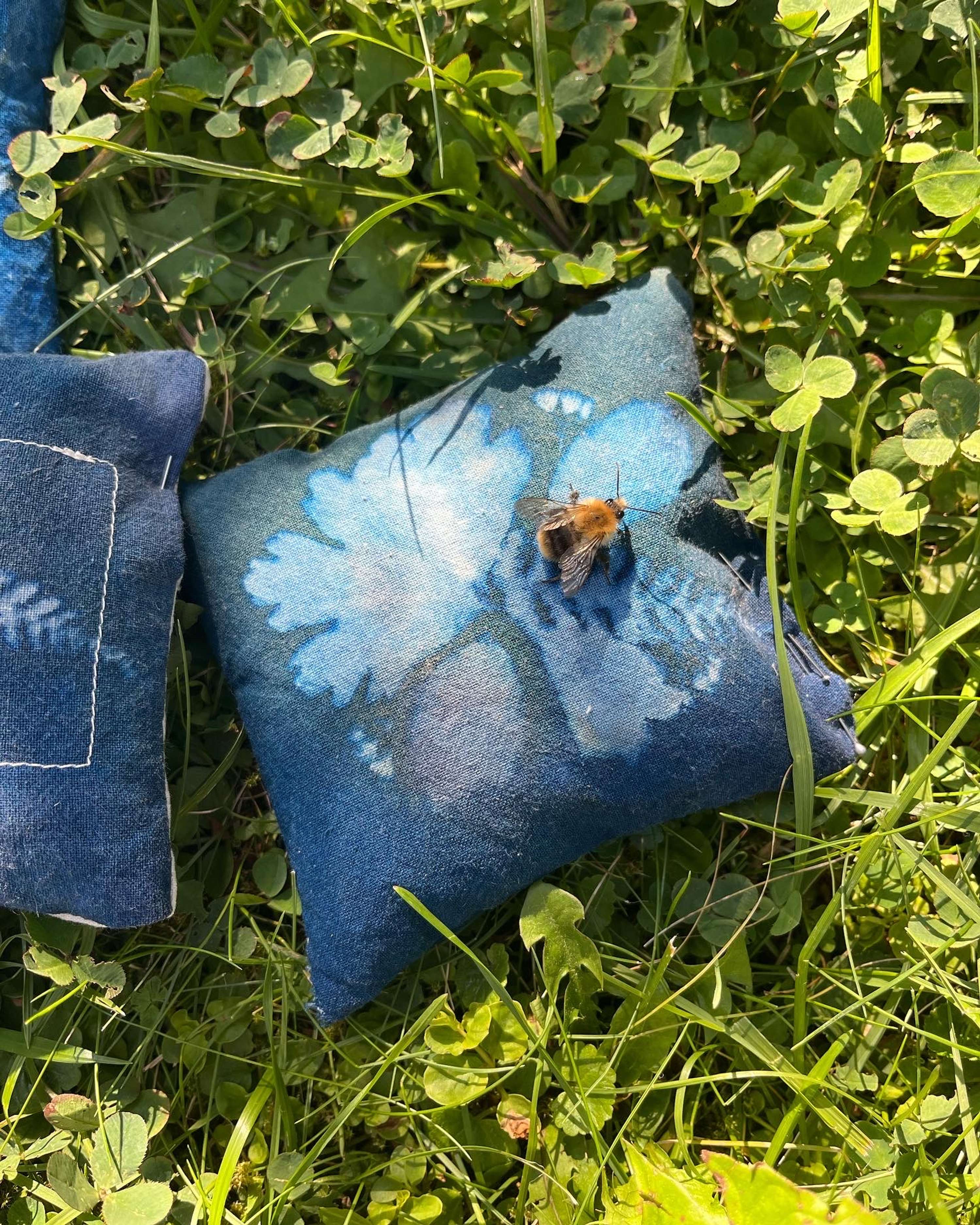 Cyanotype and Anthotype Prints by Antonia Kazmeier