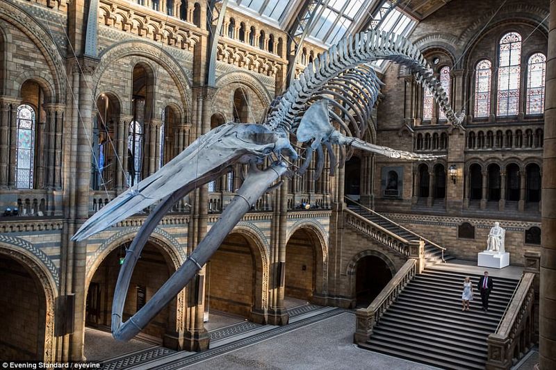 The Speculative Space of Galleries, Libraries, Archives and Museums by Frances Hallam
