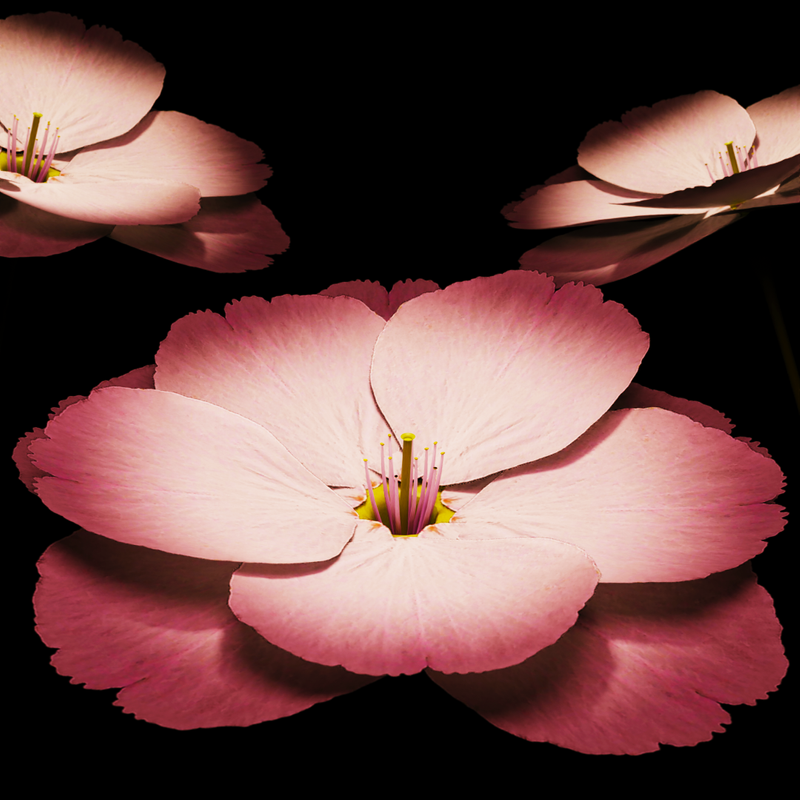 A Study of Growth by Dan Webb